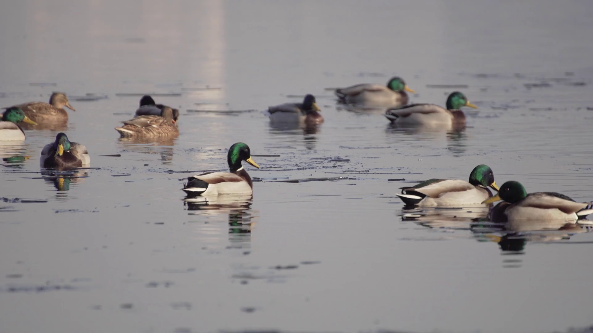 Ducks swim in cold water with ice. Move to another place. Reflection ...