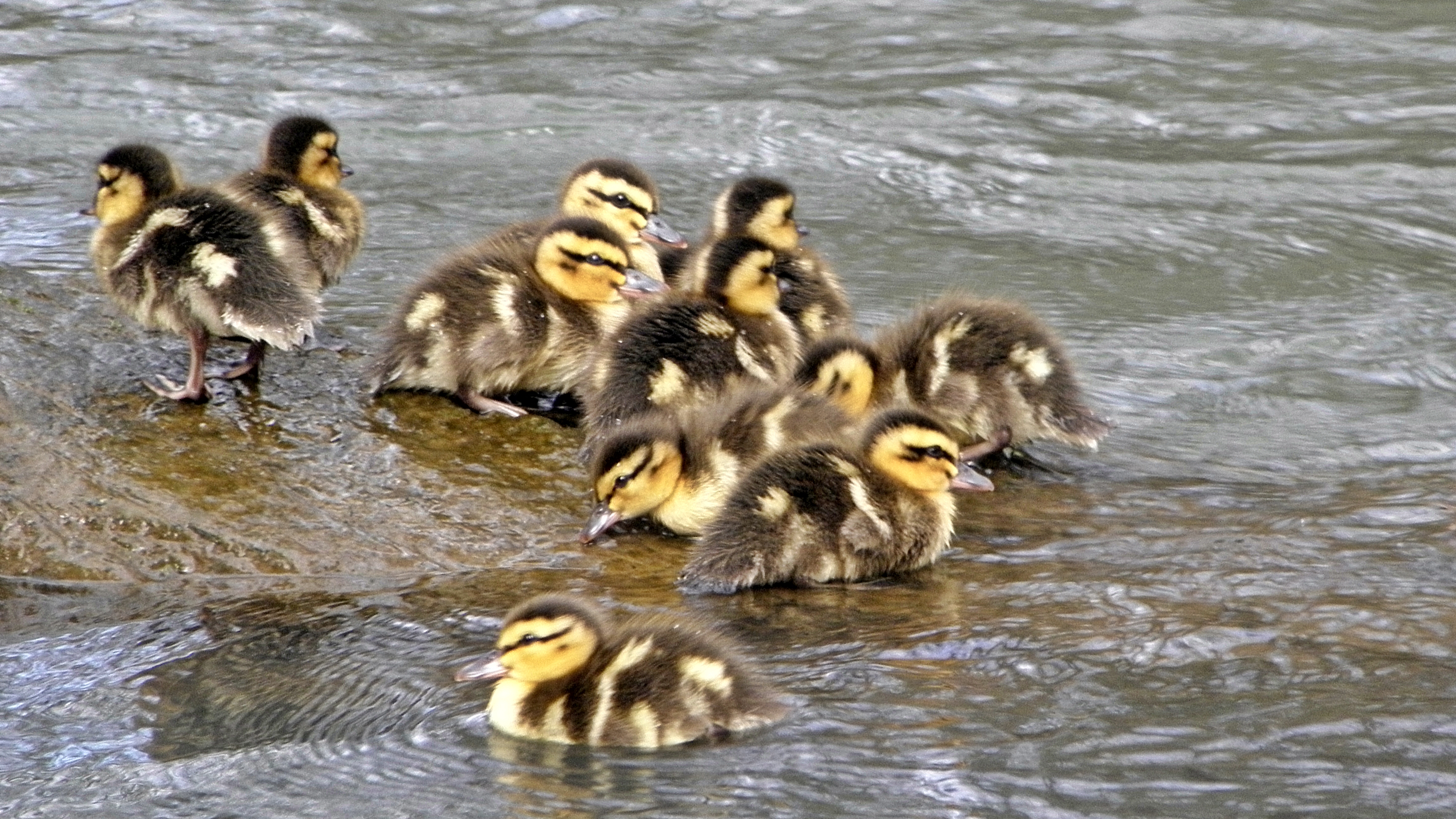 File:Duck - Mallard (Anas platyrhynchos) - Chicks 7 (cr).JPG ...