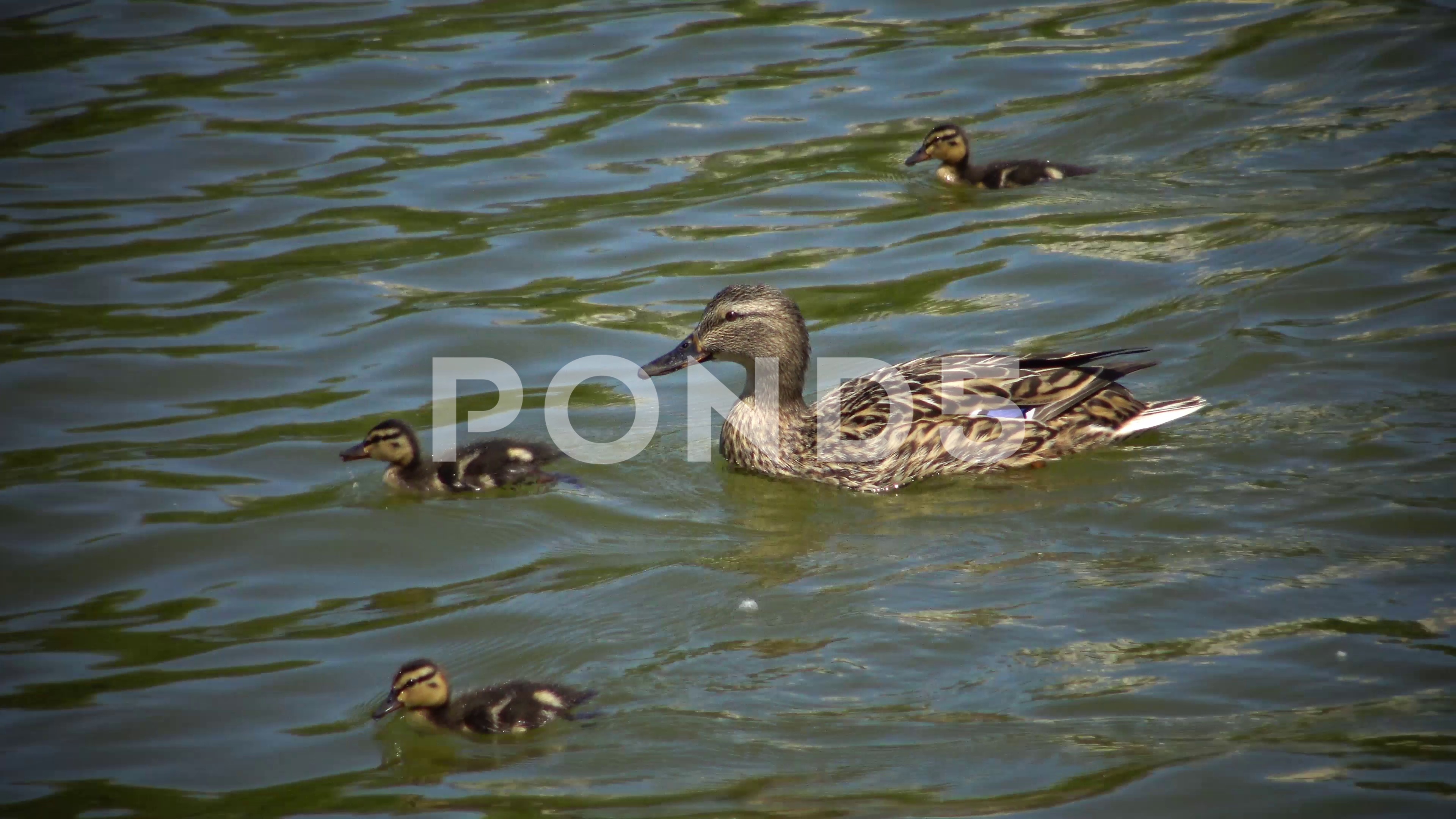 Duck-mallard with chicks in the lake ~ Video Clip #75496062