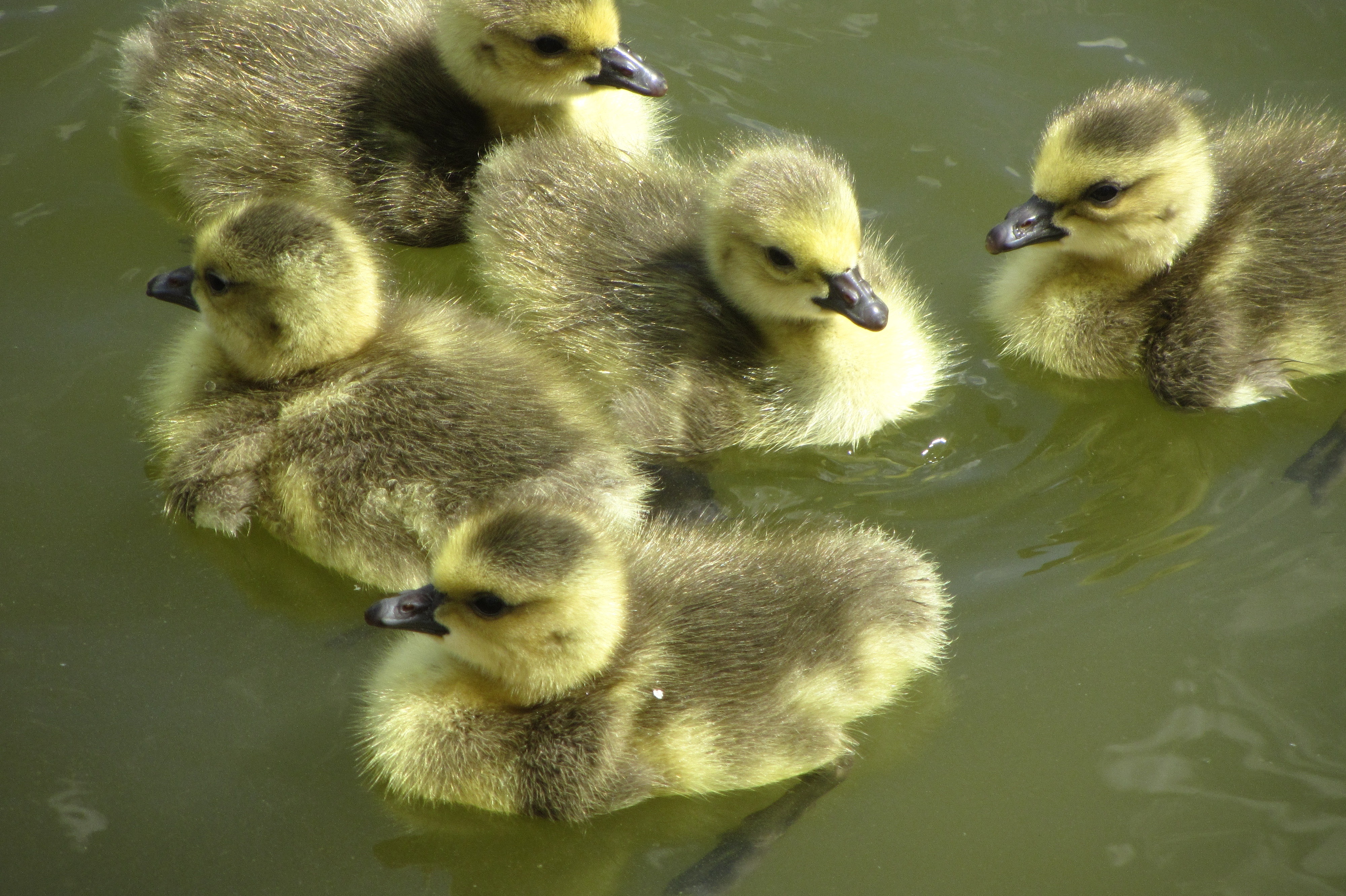 Free Images : nature, lake, cute, pond, wildlife, swim, fluffy, beak ...