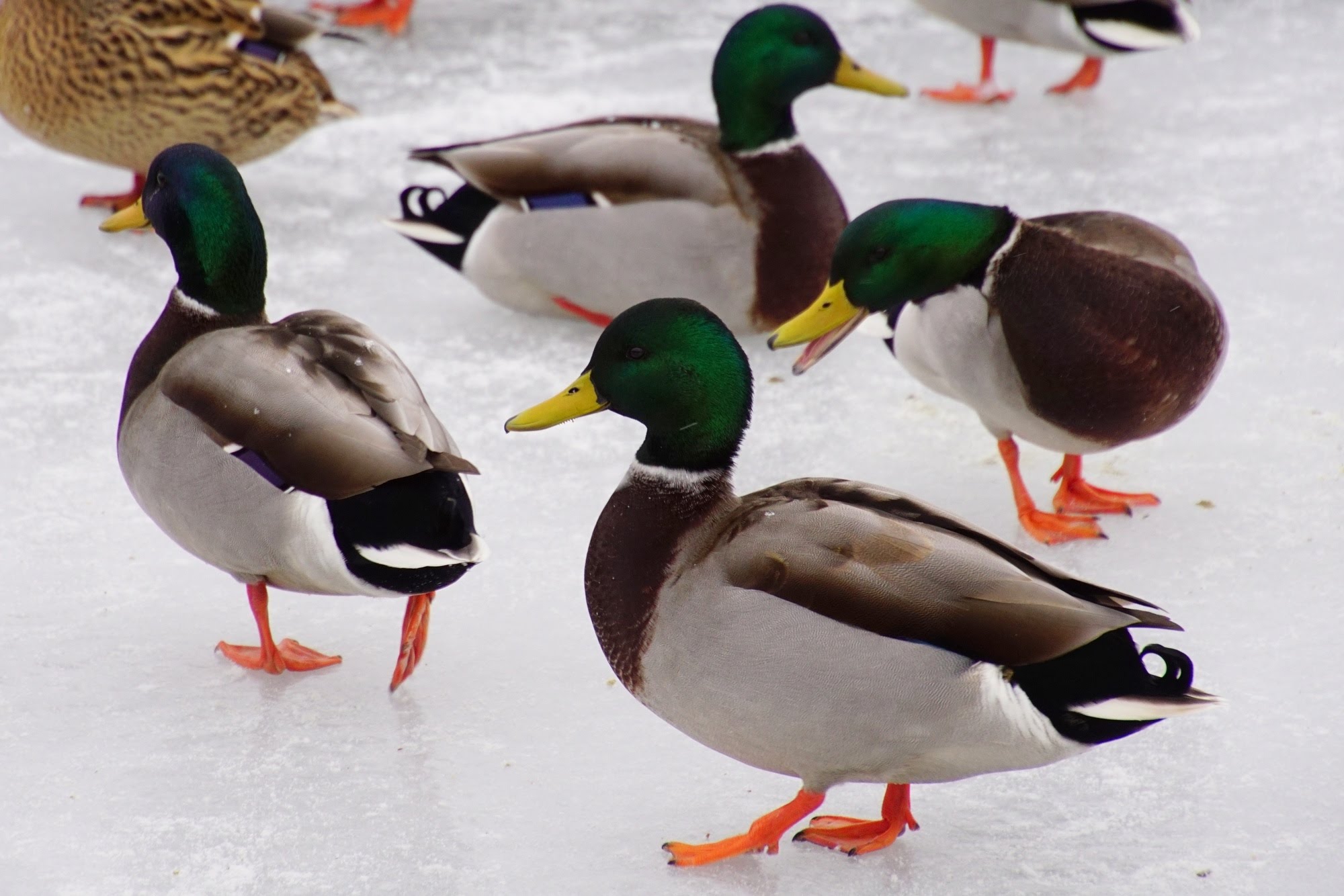 Migrating Canada Goose and feeding Mallard Ducks - YouTube