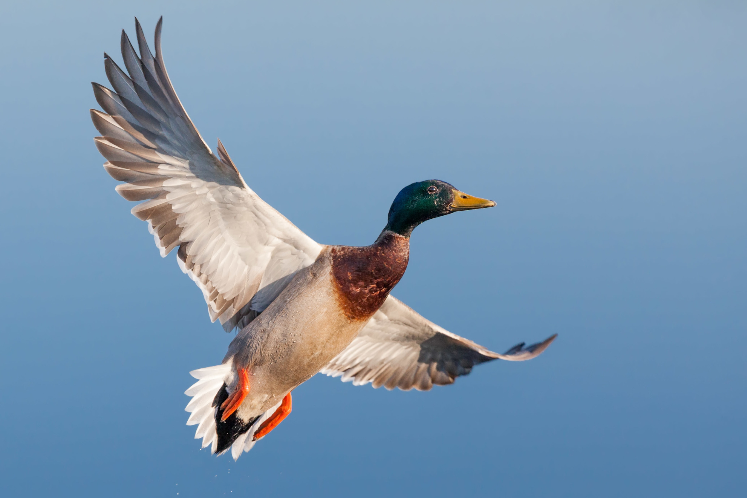 Mallard Duck — Tony Northrup Photography