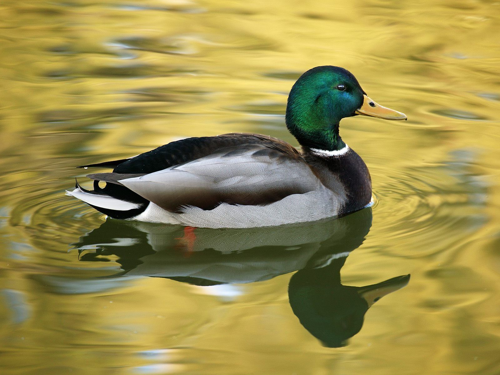 24 Mallard Duck Wallpaper | Download Wallpaper | Pinterest | Duck ...