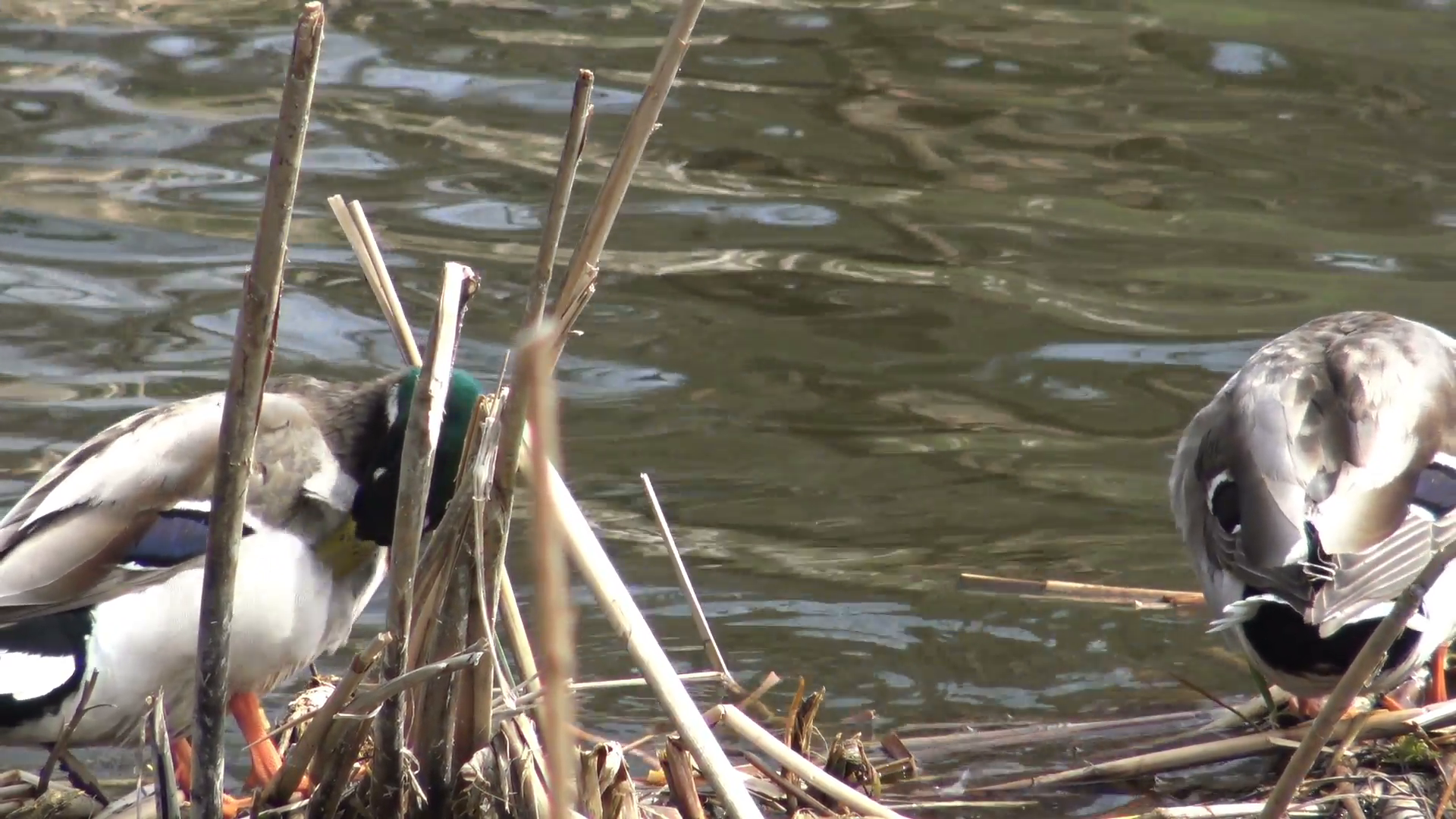 Mallard or wild ducks grooming on top of grass in the lake/ Wildlife ...