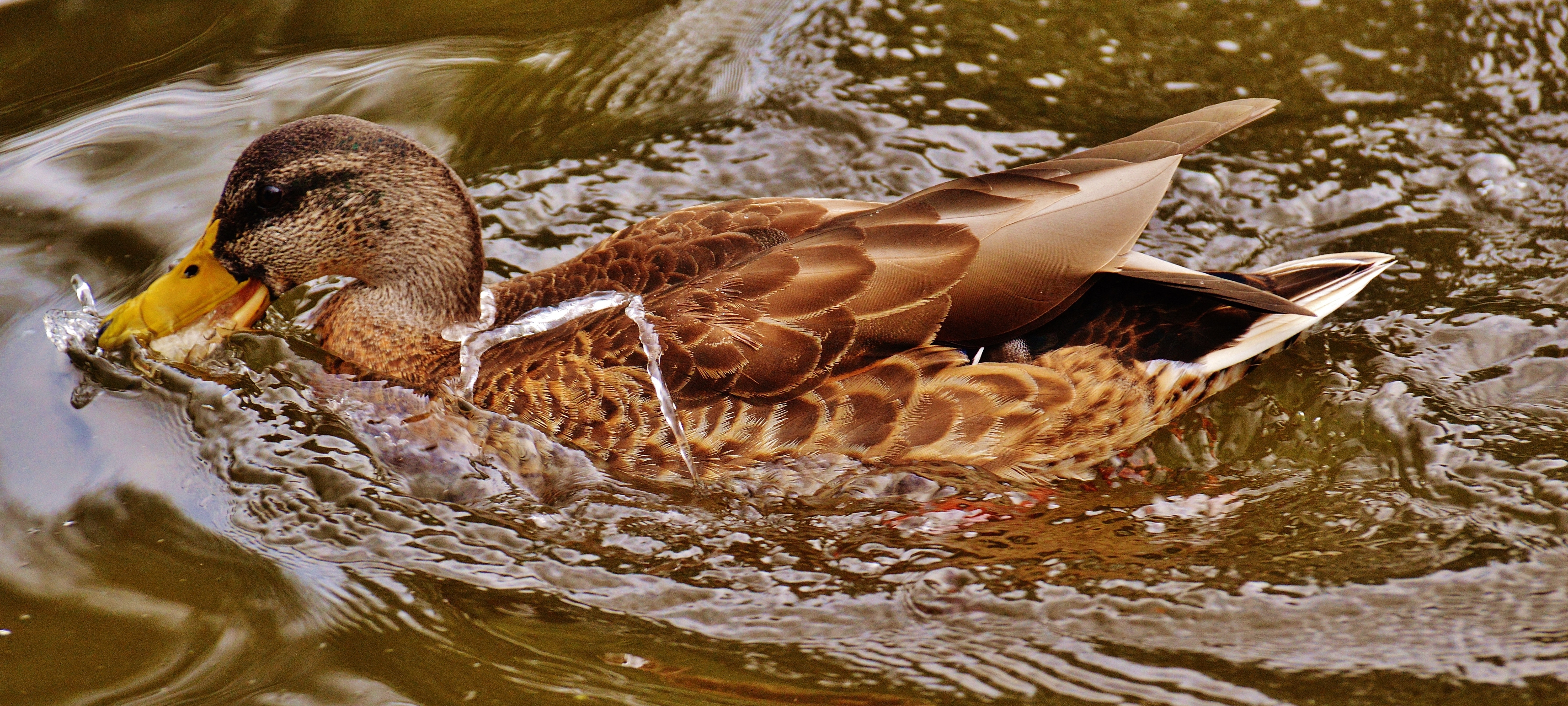 Mallard duck on body of water photo