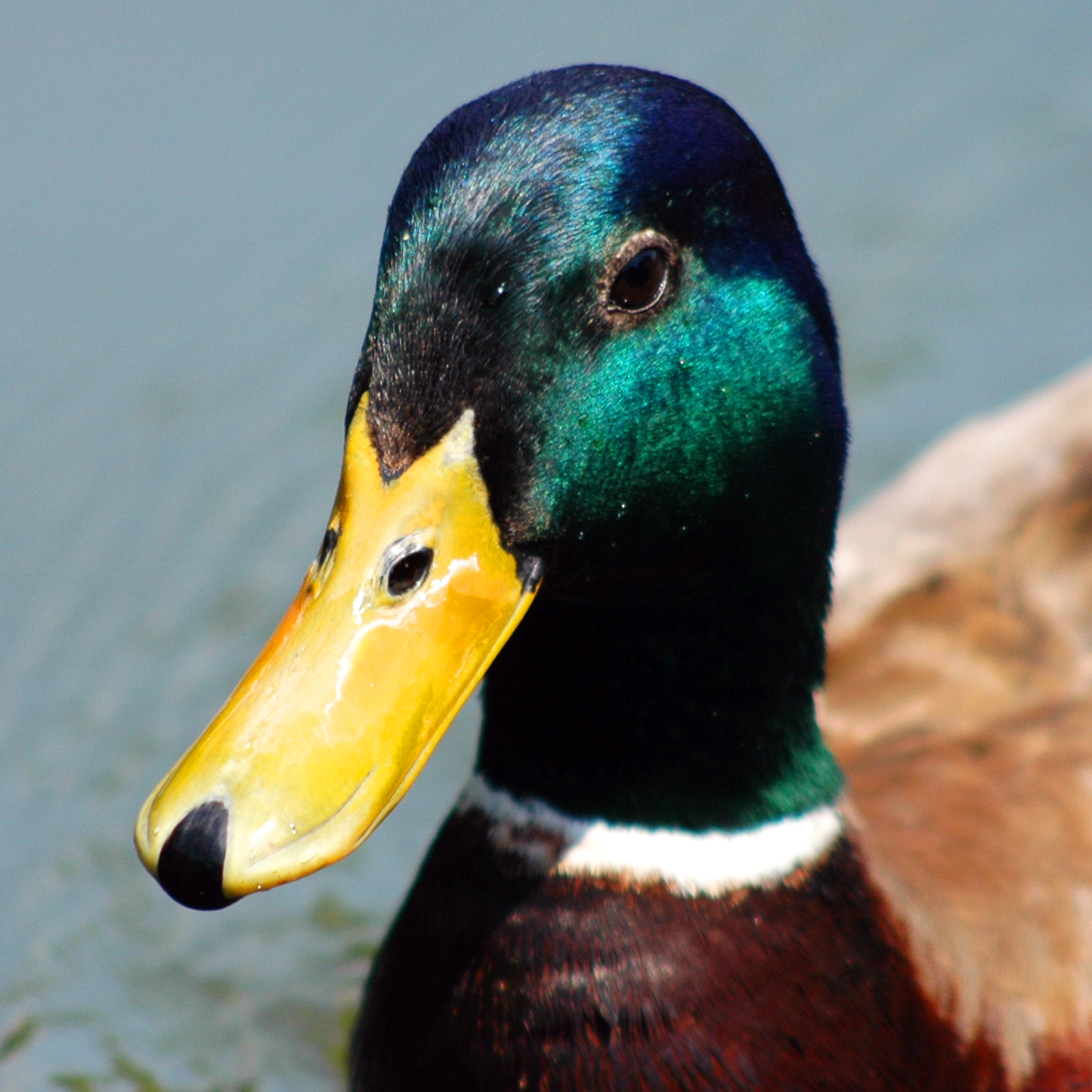 Mallard Duck Quacking iPhone Ringtone - Wildtones