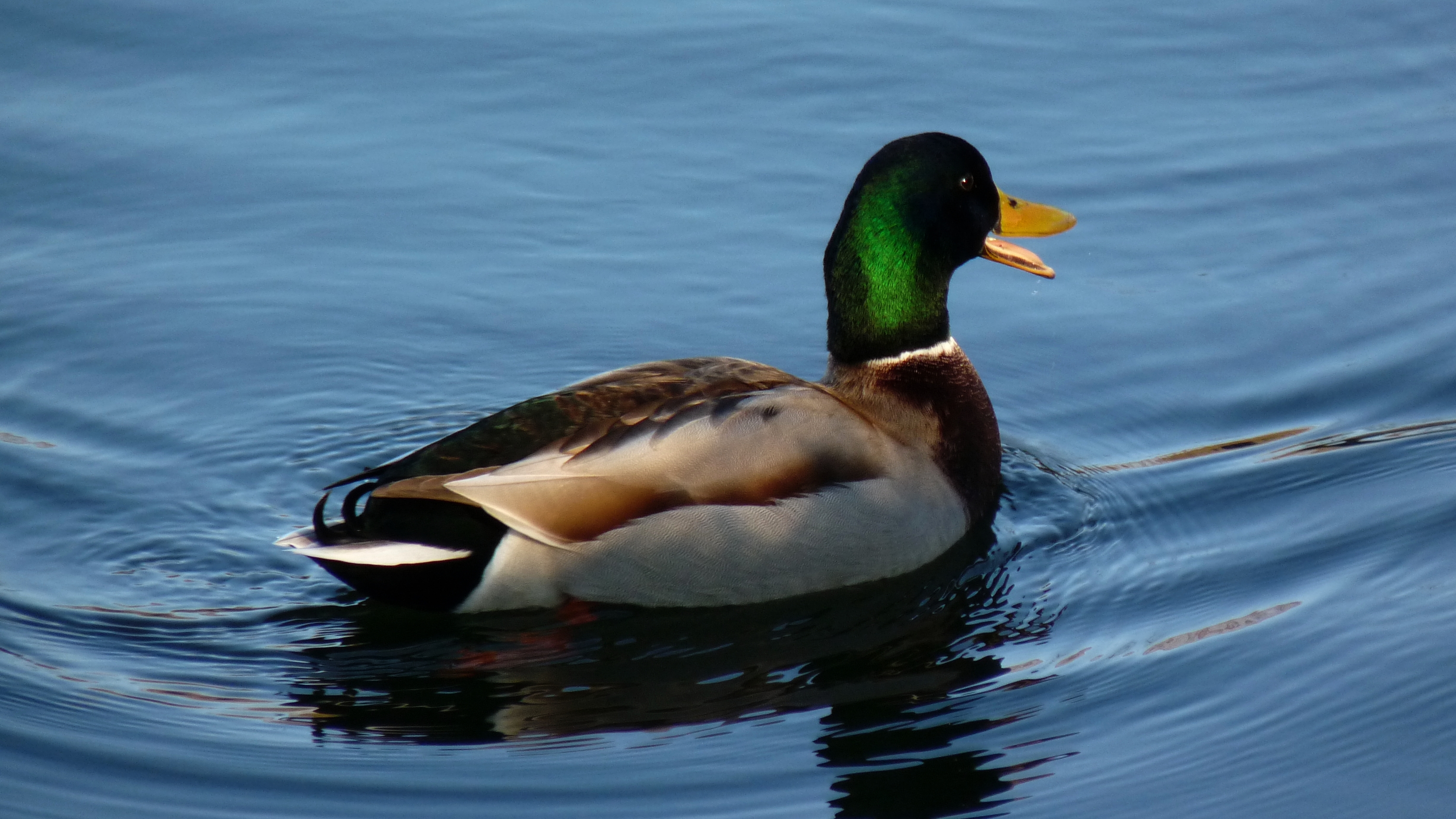 File:Male Mallard quack.JPG - Wikimedia Commons