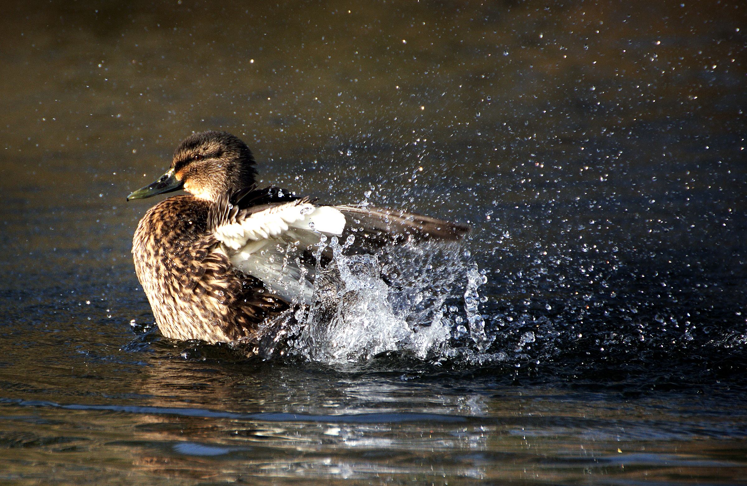 Mallard duck splashing photo