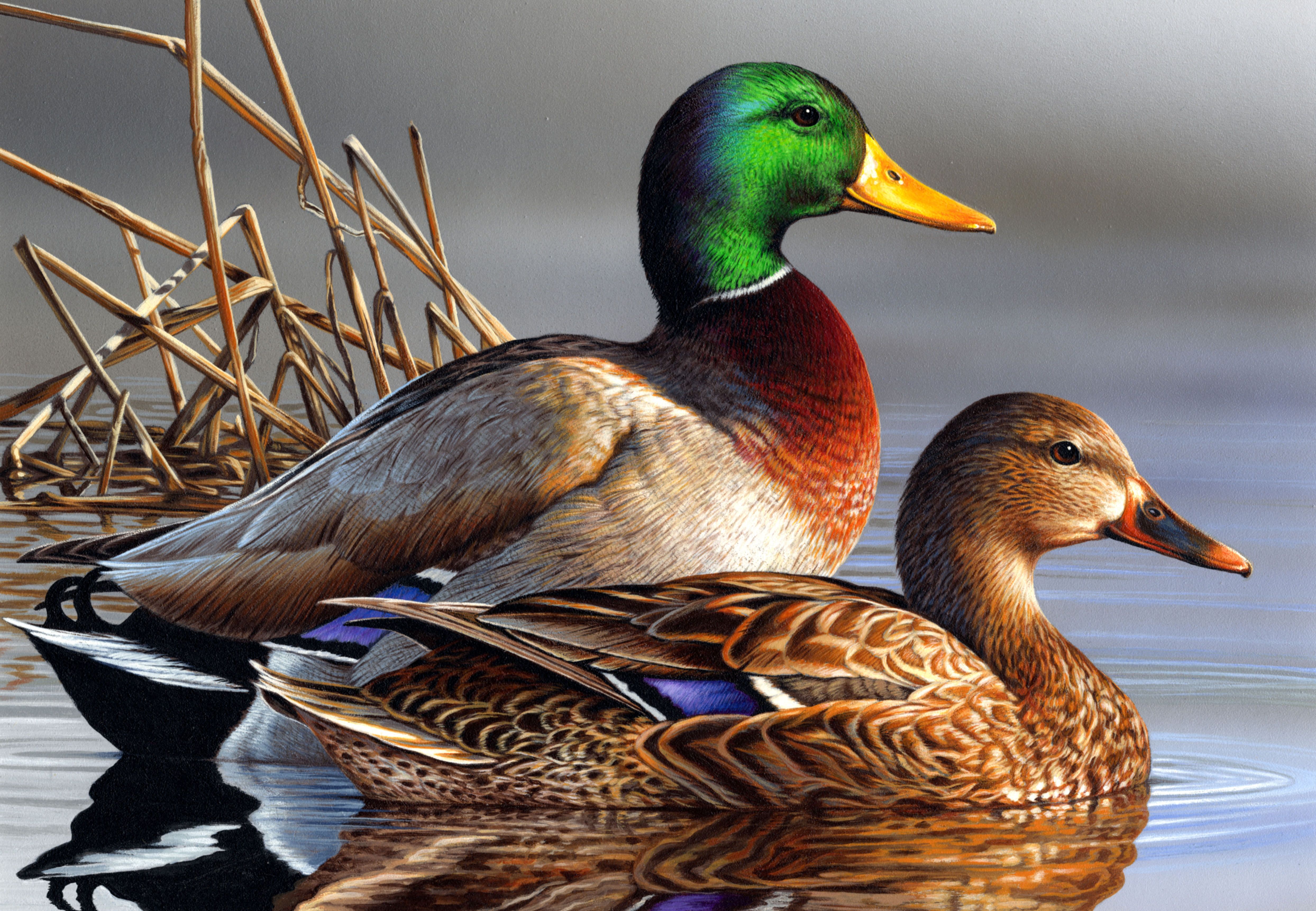 Mallard ducks | BIRD PICS | Pinterest | Mallard, Bird and Animal