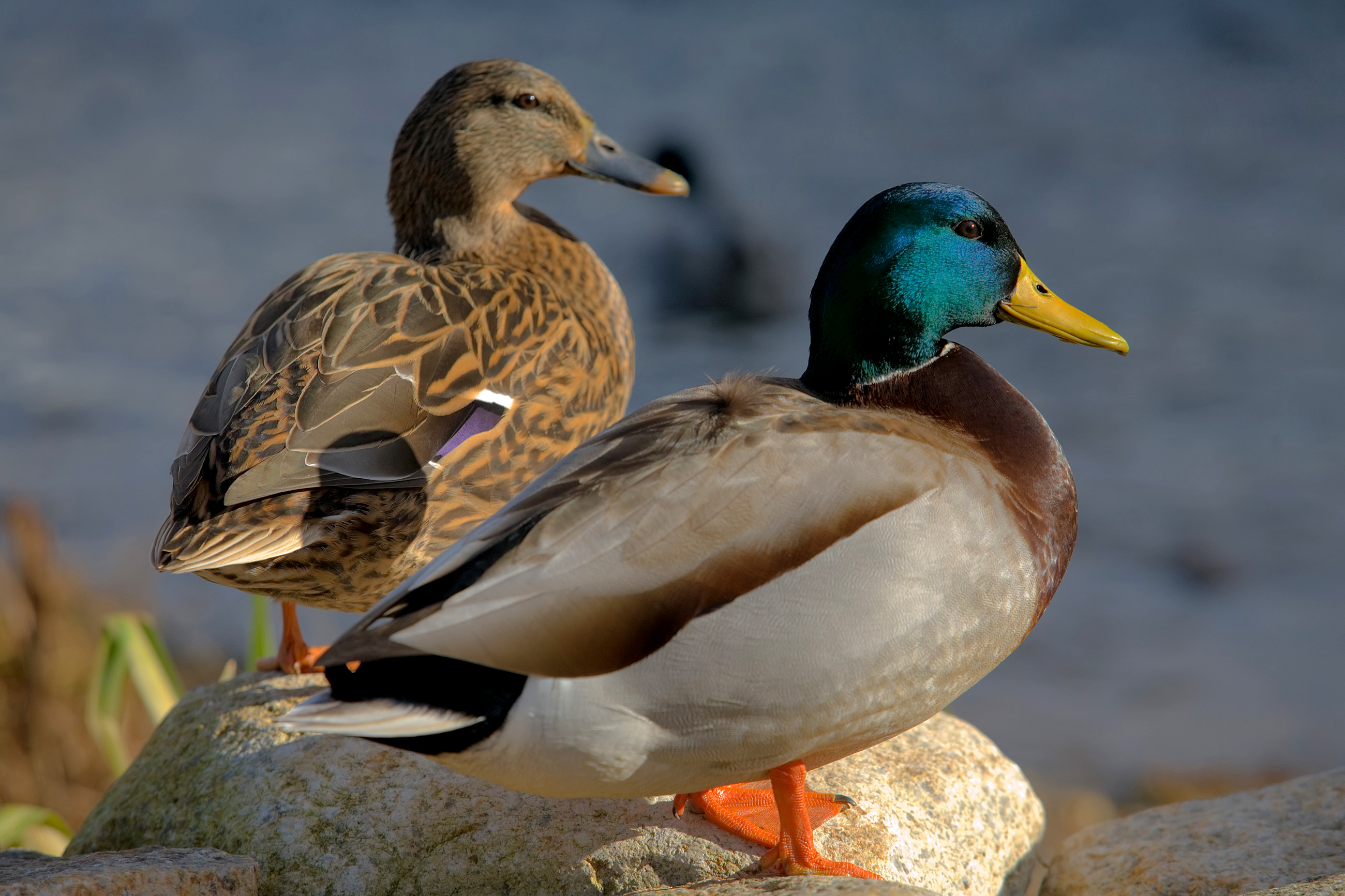 Wikipedia:Featured picture candidates/Two Mallard ducks - Wikipedia