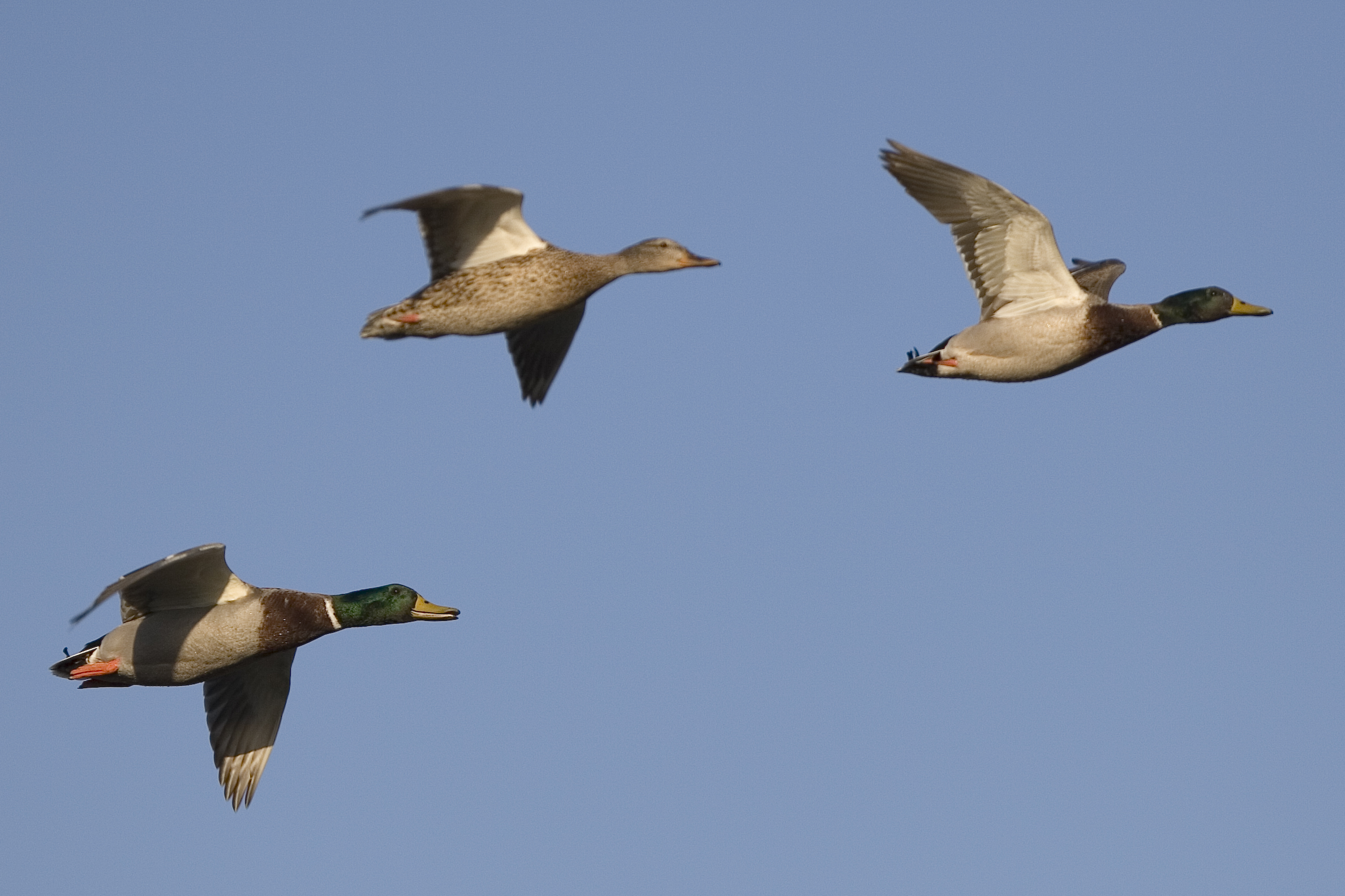 File:Mallard Ducks in Flight mallard-ducks-in-flight 1 (397189772 ...