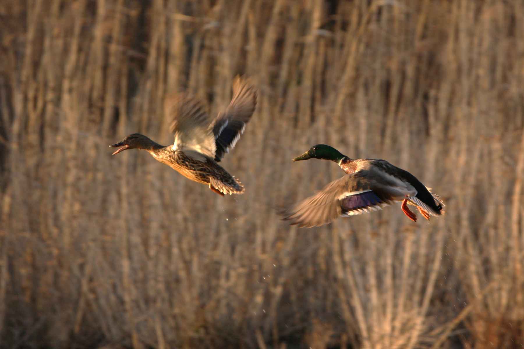 Free picture: male, female, mallard, ducks, flight