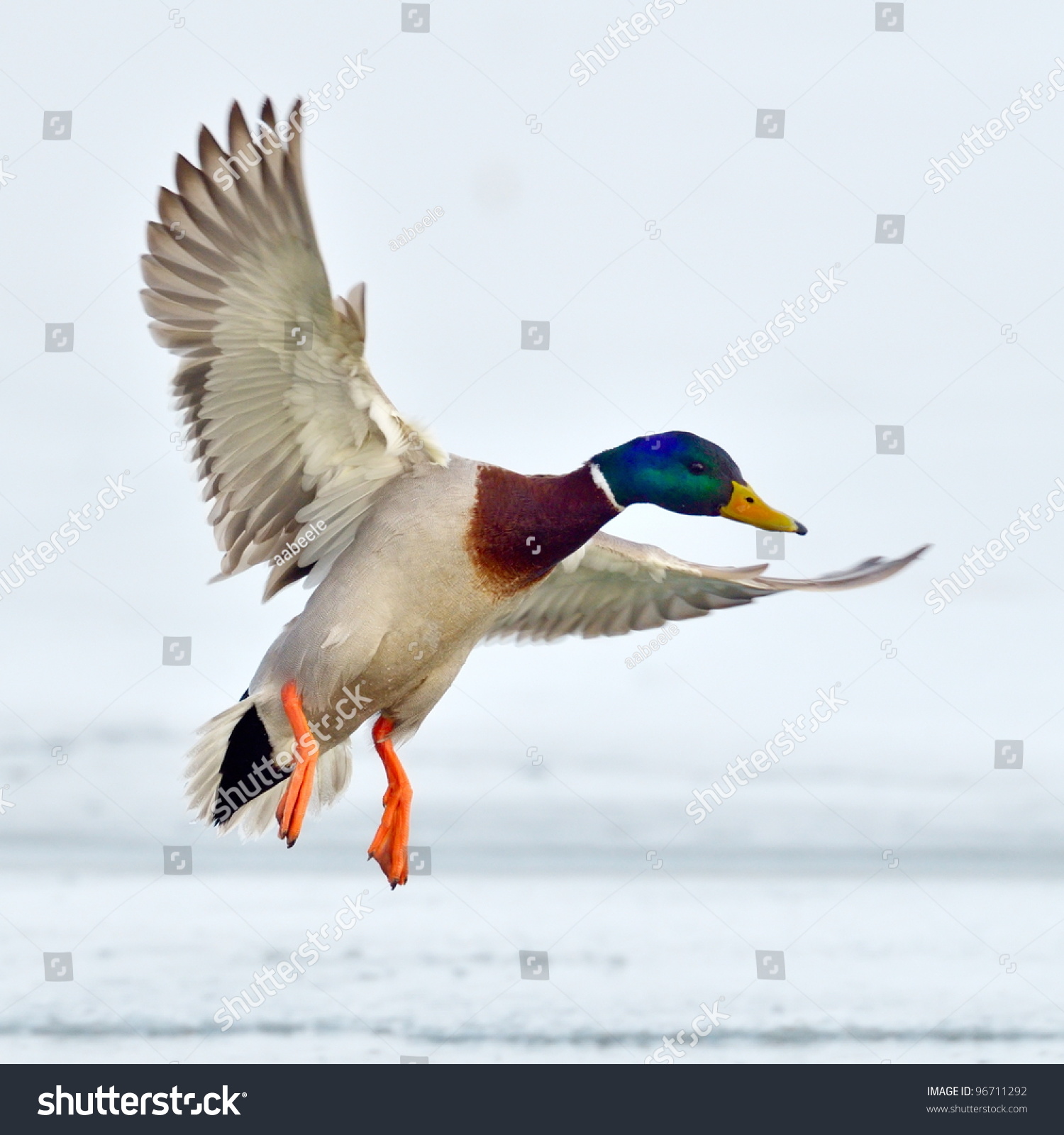 Mallard Duck Flying Stock Photo (Edit Now)- Shutterstock