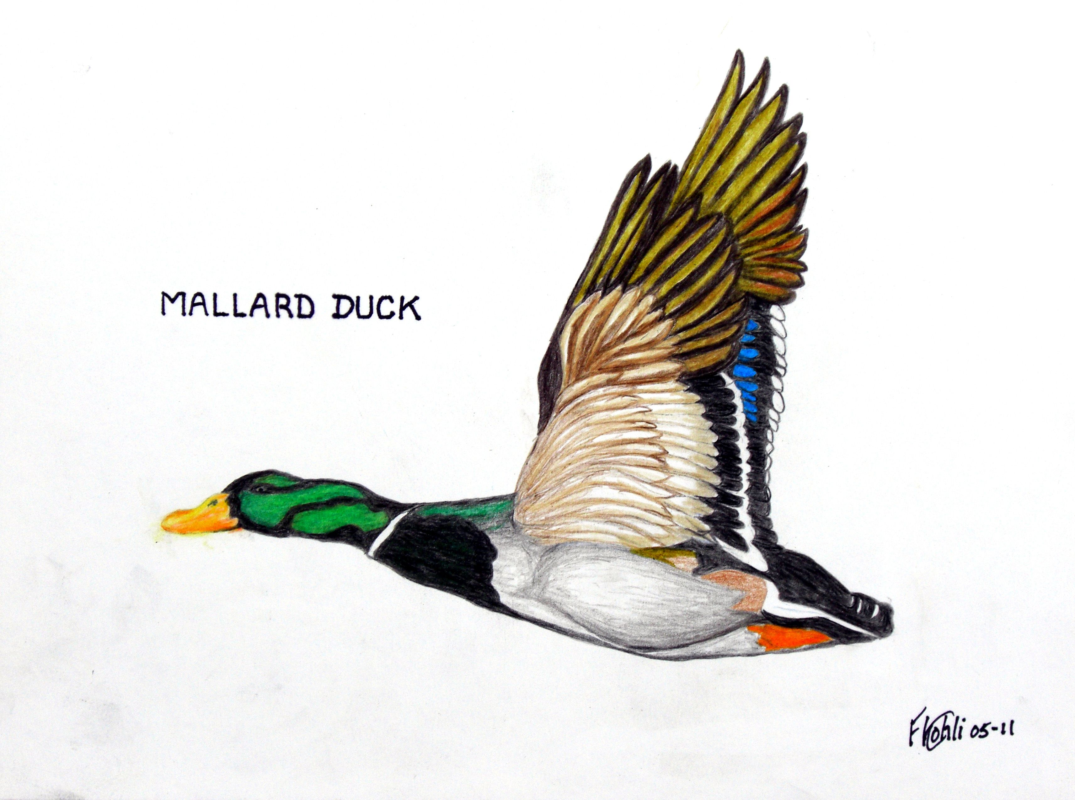 Pen and colored pencil drawing of a flying Mallard Duck. For prints ...