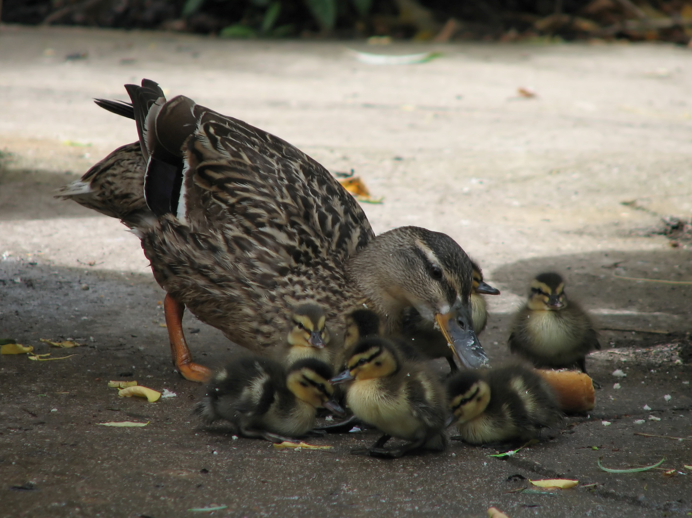 File:Mother mallard and ducklings eating bread.jpg - Wikimedia Commons