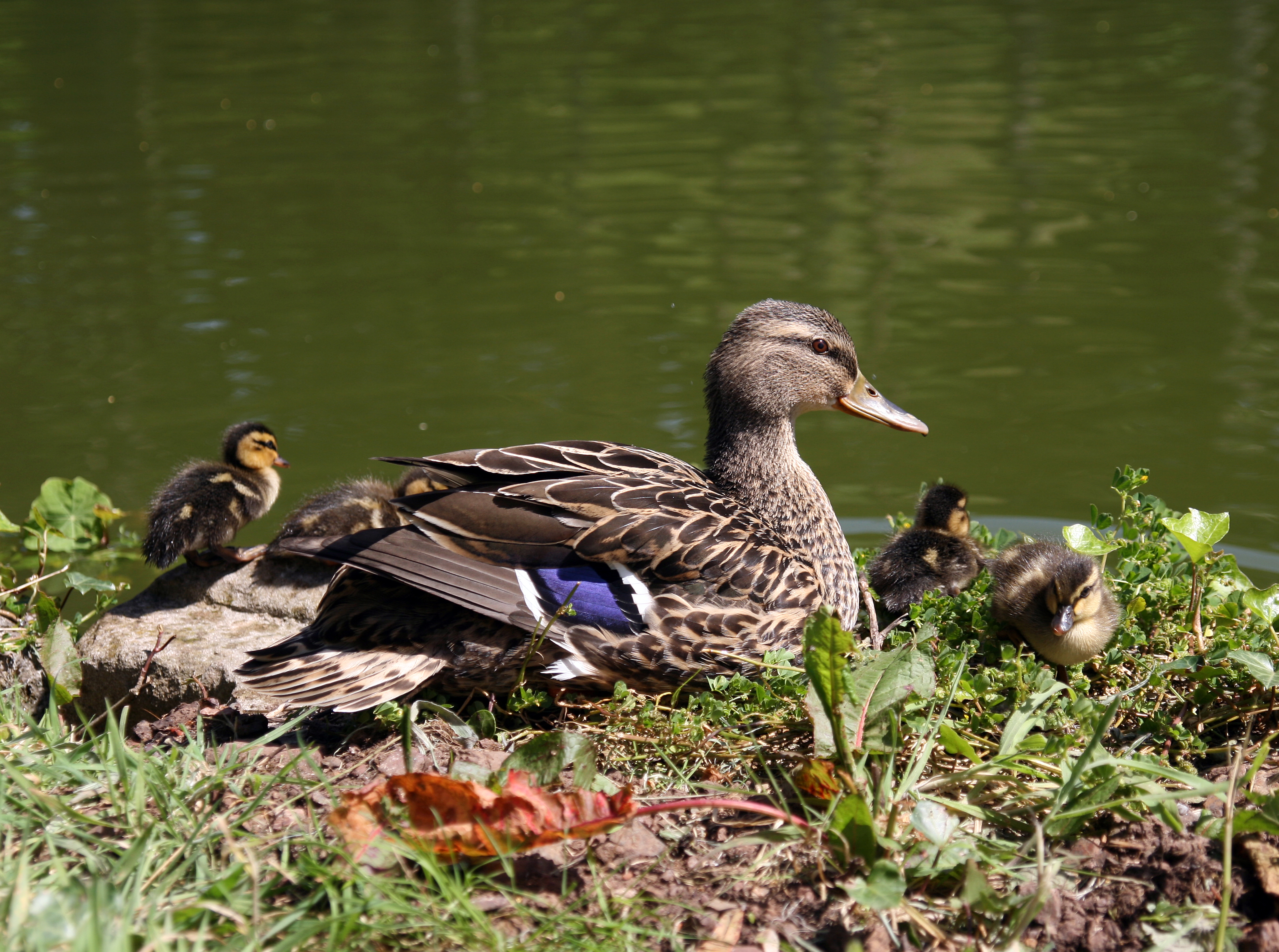 File:Mallard Ducklings with mother 014.jpg - Wikimedia Commons
