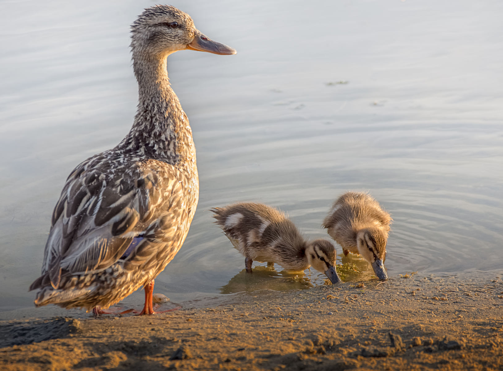 mallard ducklings watched over by their mother | Stan Schaap PHOTOGRAPHY