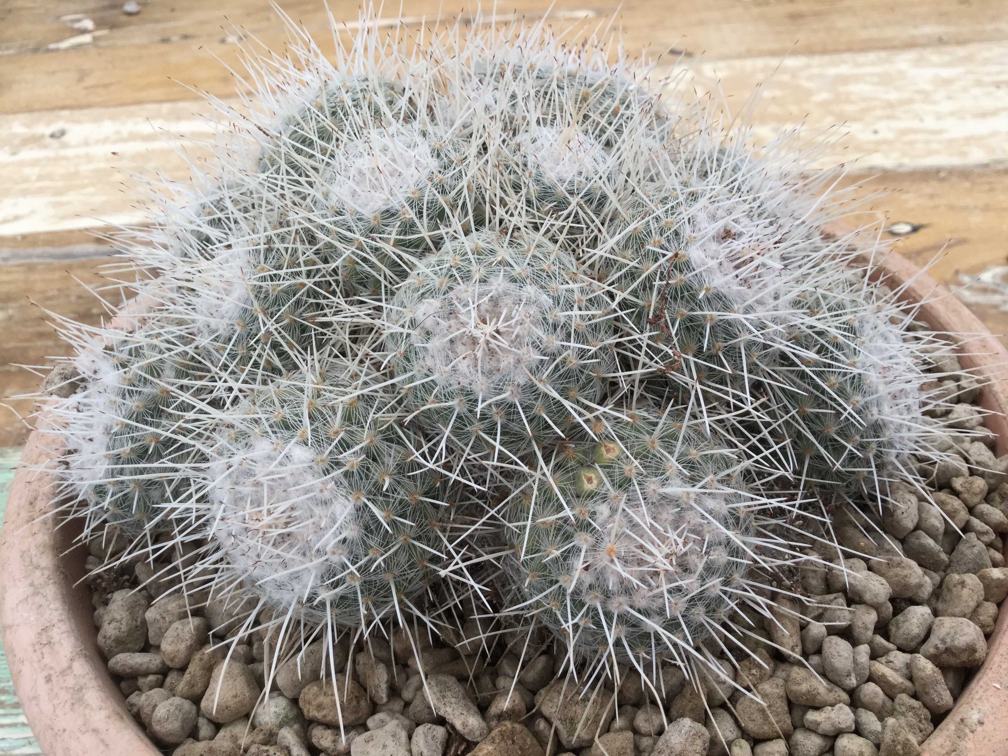 Mammillaria Geminispina V. Nobilis - Giromagi sales cactus and ...