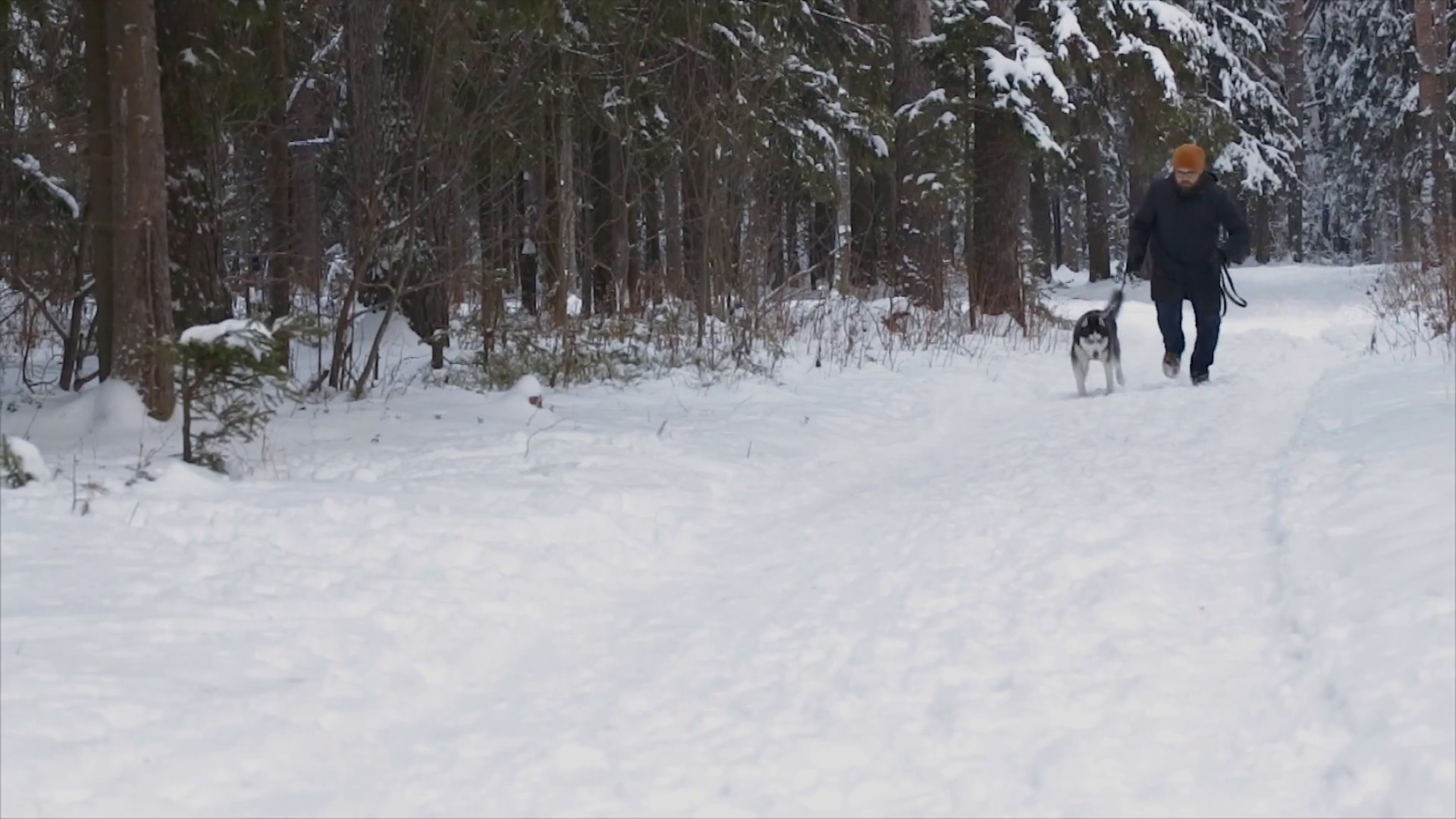 man runs with the dog in winter forest. Husky closeup Stock Video ...