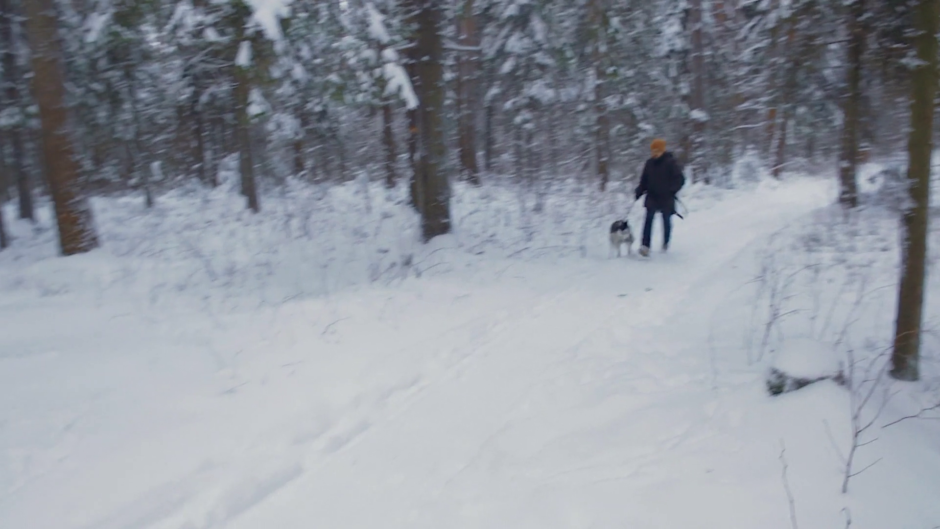 Man running with the dog in a winter forest. A man with a dog run ...
