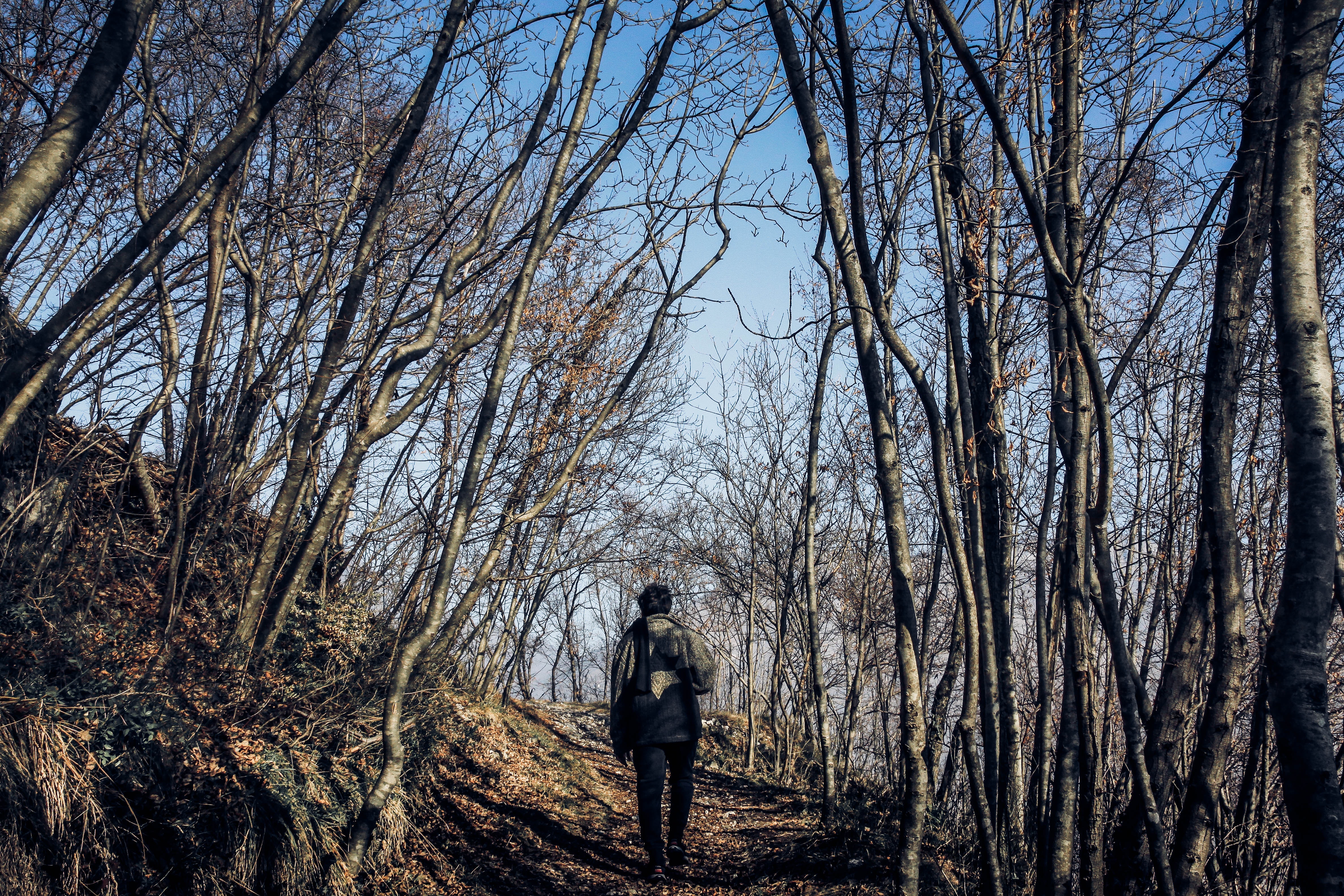 Man in Middle of Forest, Alone, Landscape, Trees, Season, HQ Photo