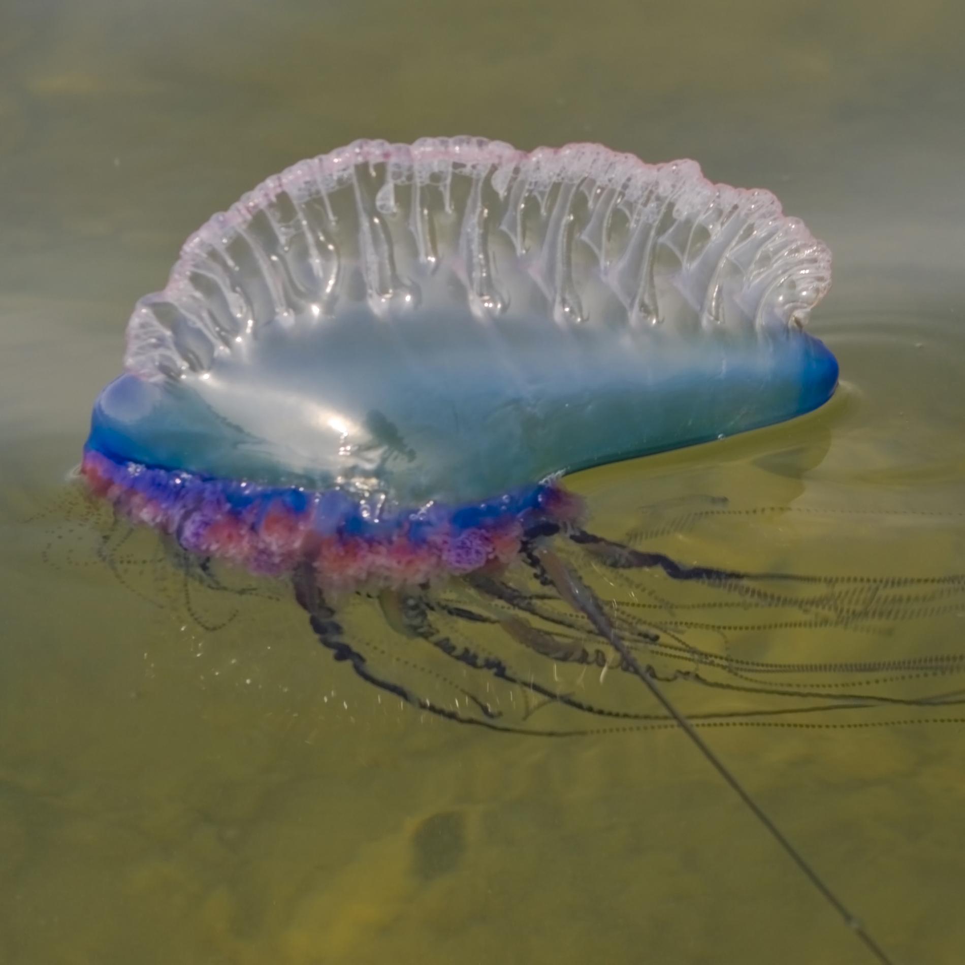 Portuguese Man-of-War | National Geographic