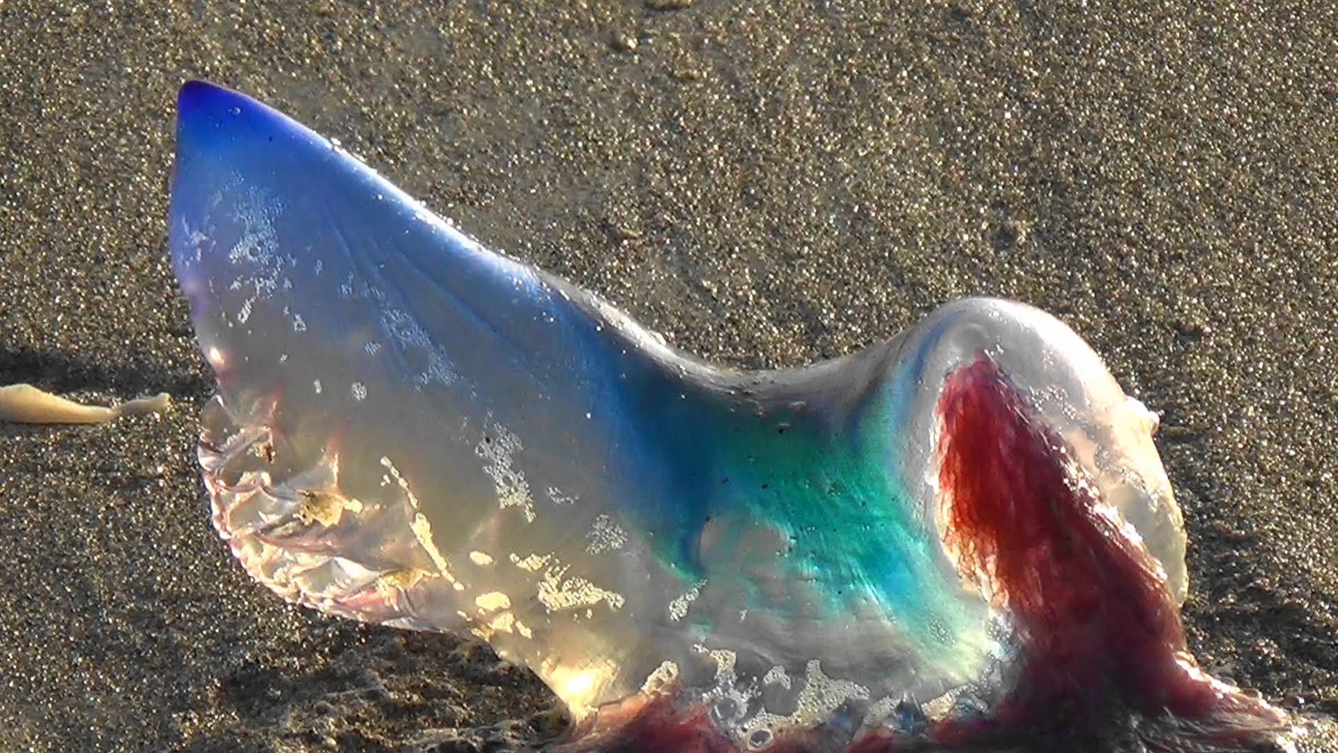 Portuguese Man-of-War Jellyfish Moving On Florida Beach - YouTube