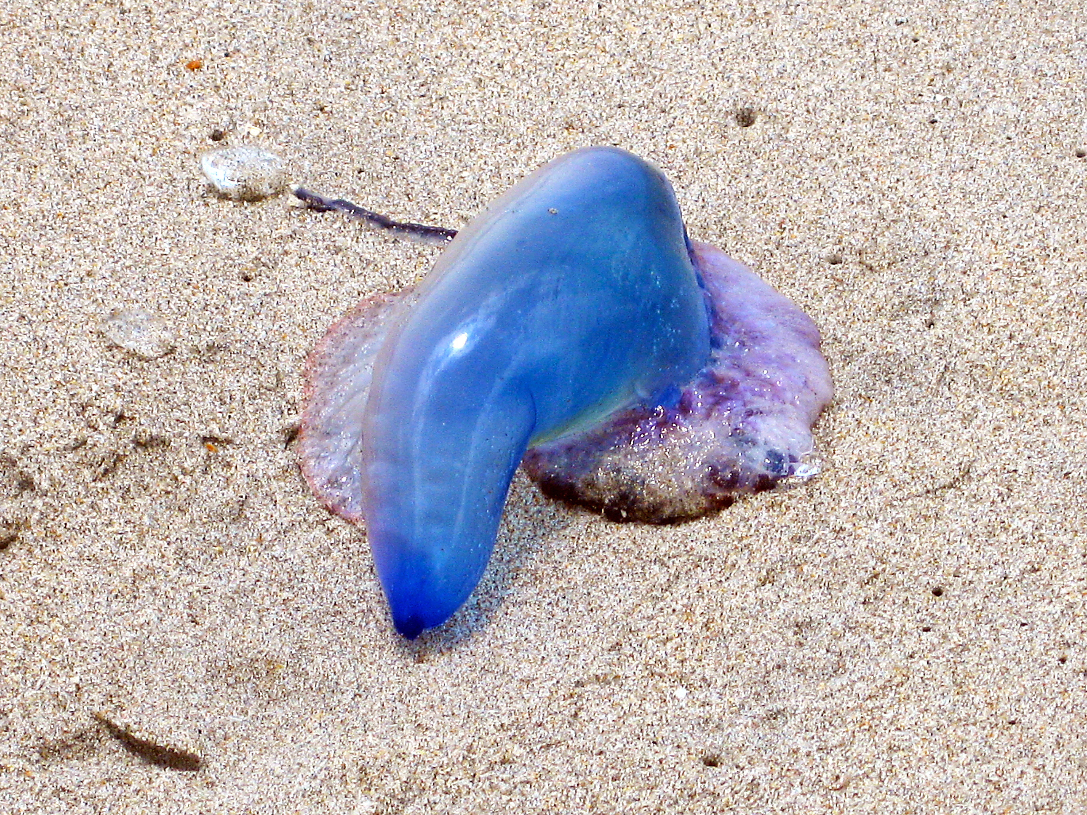 Watch Out!! Portuguese Man-Of-War! | fullmoon8