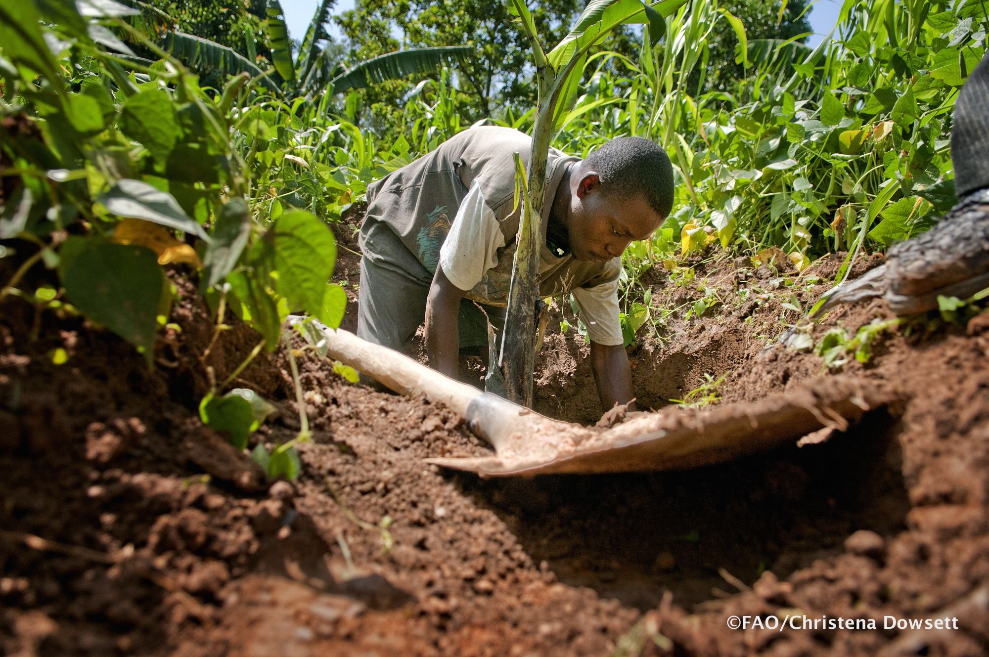 Siaya District, Kenya - Man preparing soil for planting banana ...