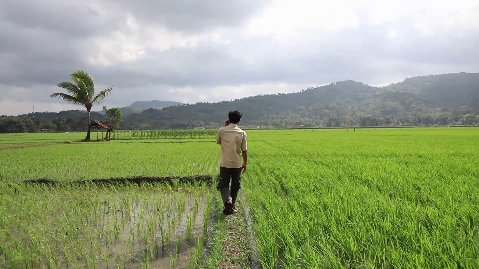 Man Walking Surrounded By Paddy Field Stock Video Footage - VideoBlocks
