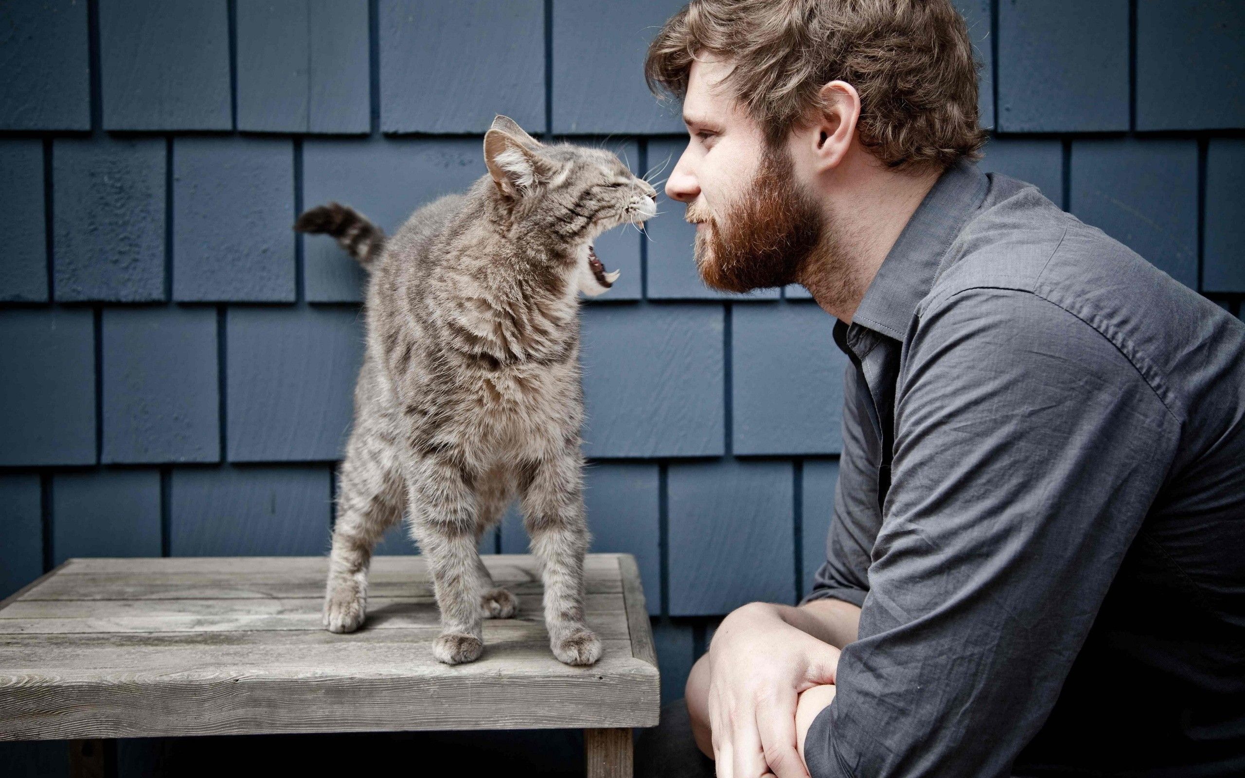 Cats animals men beard wallpaper | 2560x1600 | 8065 | WallpaperUP ...