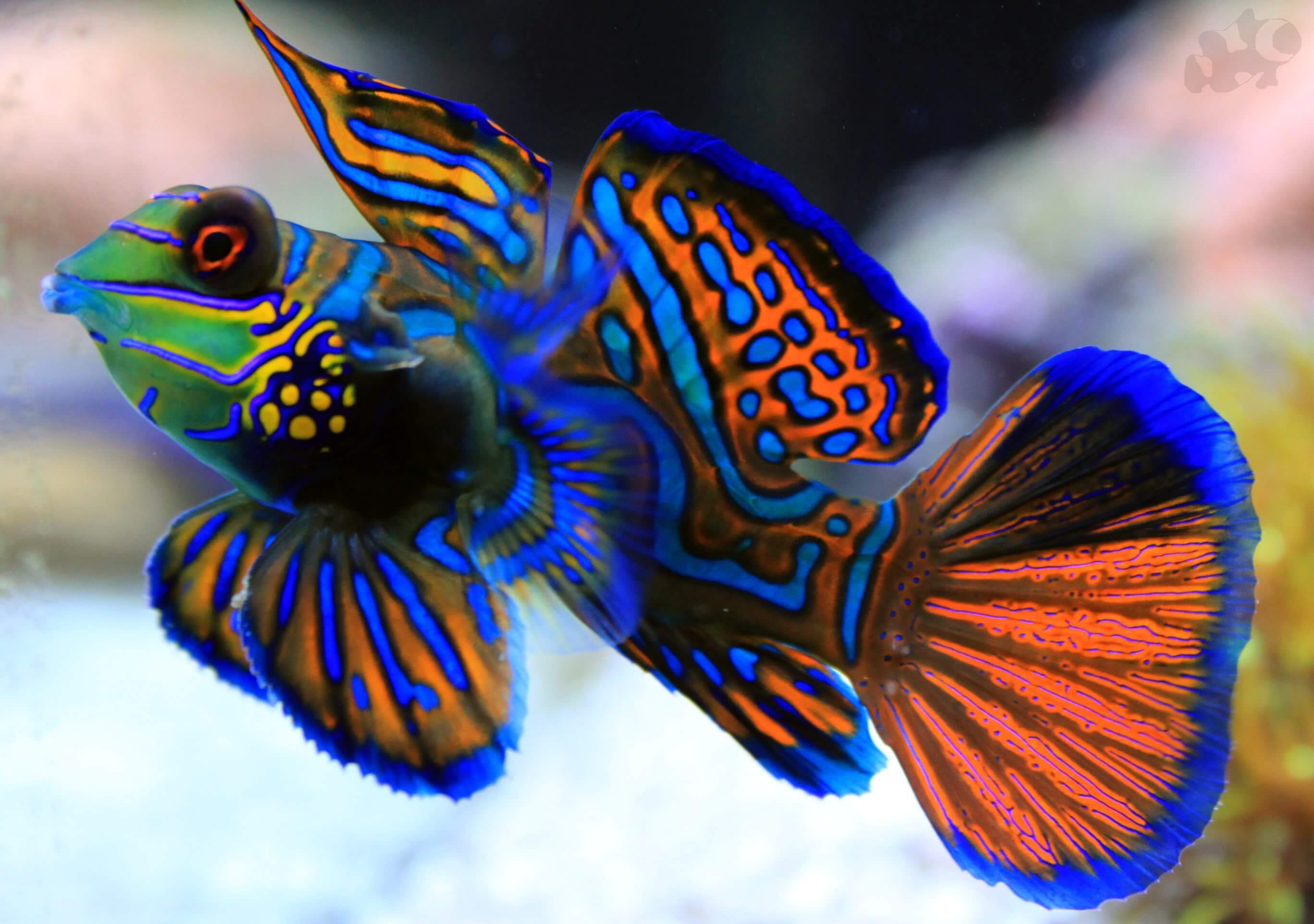 The Psychadelic Green Mandarinfish – Aquarium Network – Custom Aquariums