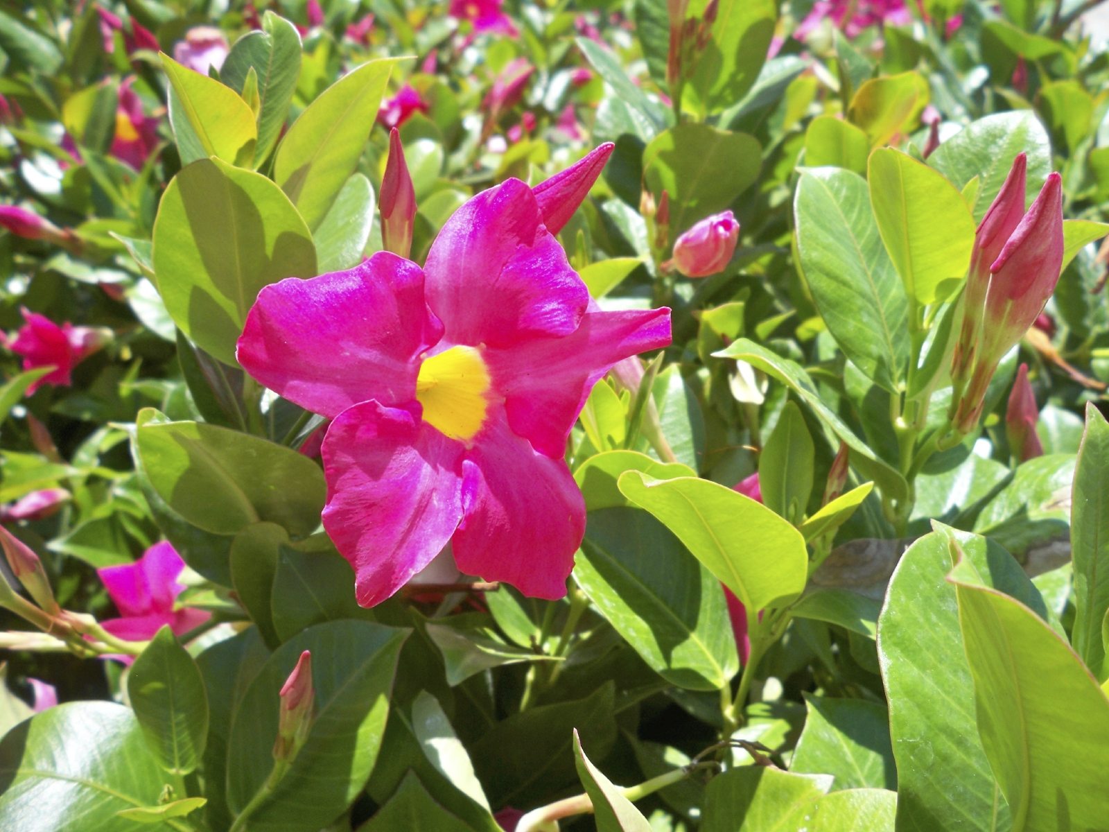 Caring For Mandevilla Vines: Tips On Using Mandevilla As A Ground Cover