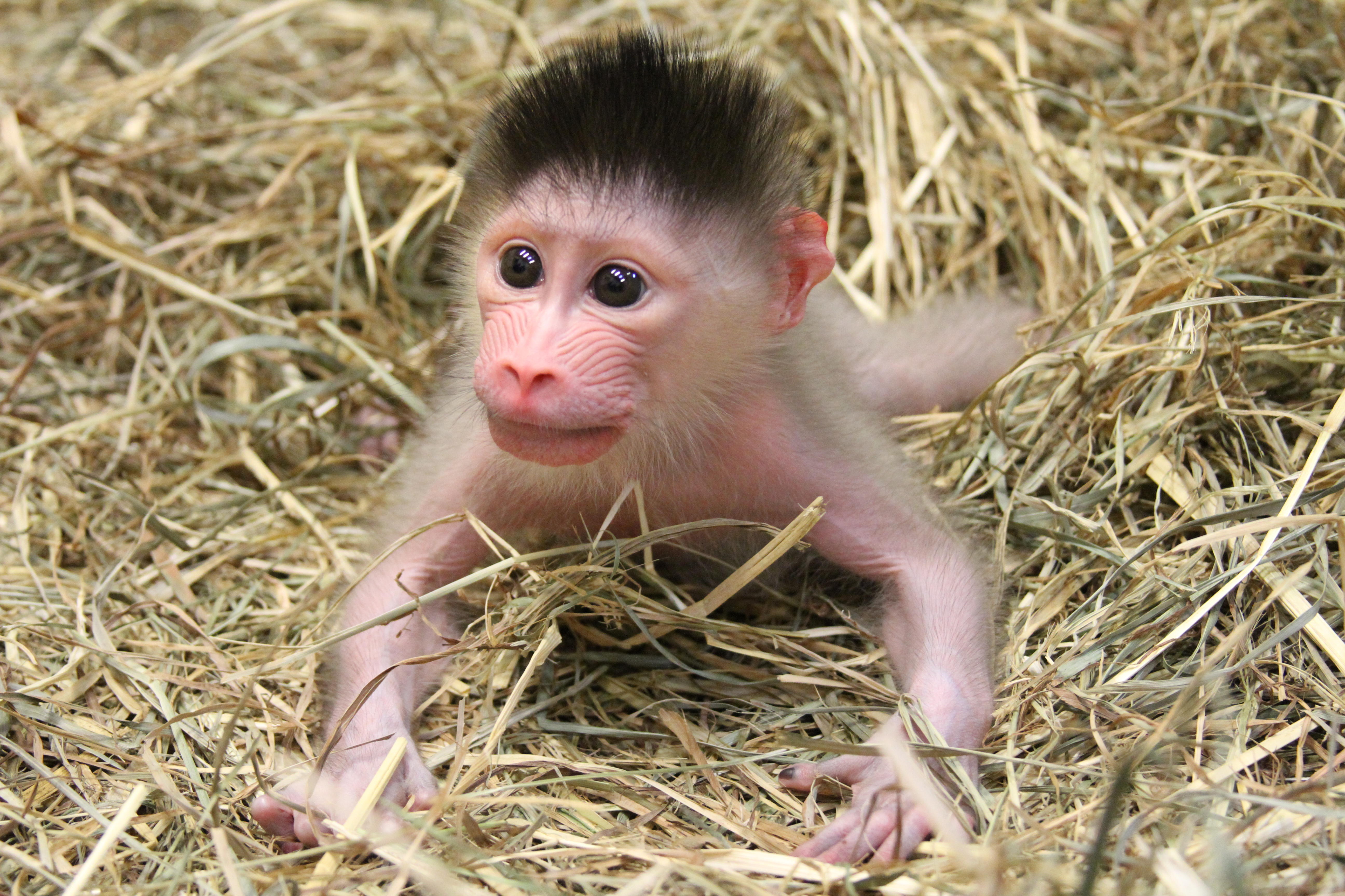 First Mandrill Born At Columbus Zoo | WBNS-10TV Columbus, Ohio ...