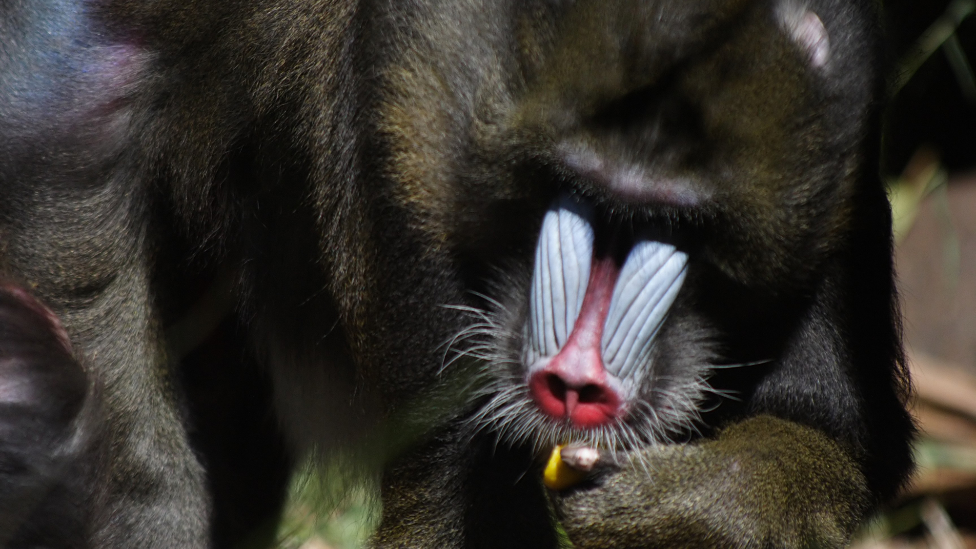 Mandrill on the Menu: What is the Value of a Wild Animal? – Cool ...
