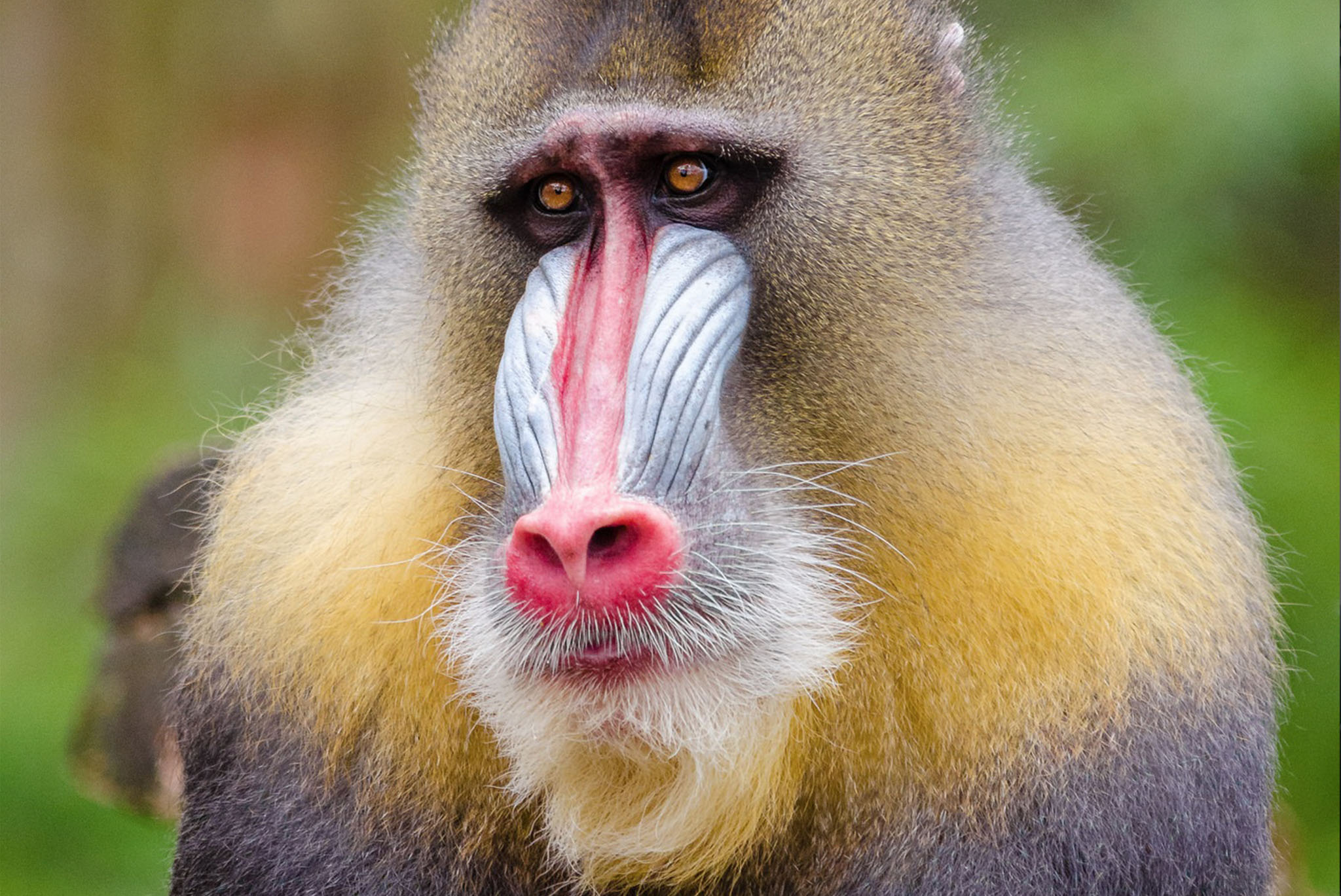 MailChimp Takes Back Mandrill: What It Means For Users - iWeb