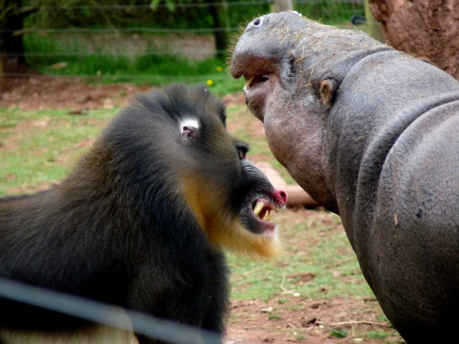 Mandrill and pygmy hippo squaring up! | ZooChat