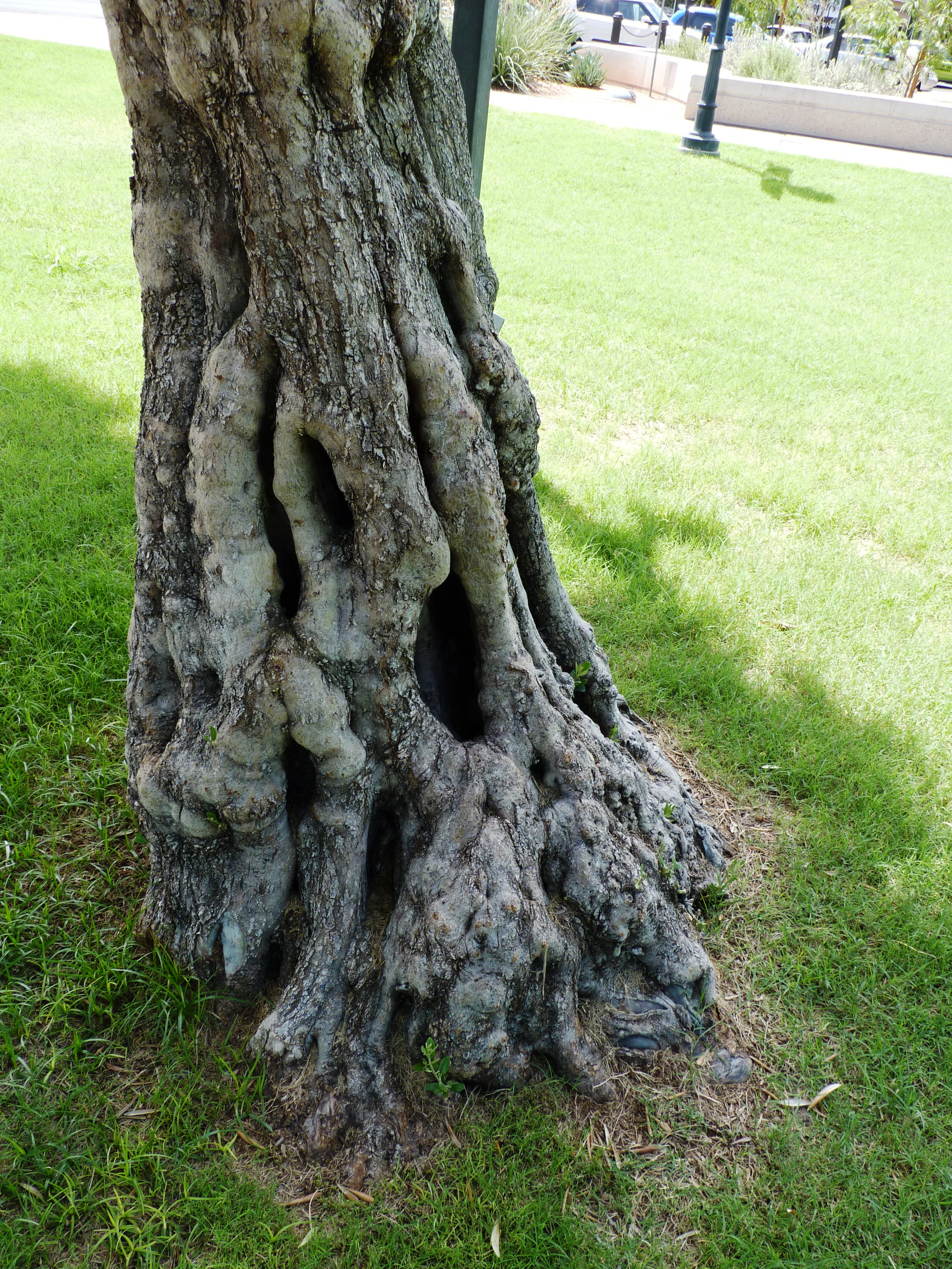 Mangled tree photo