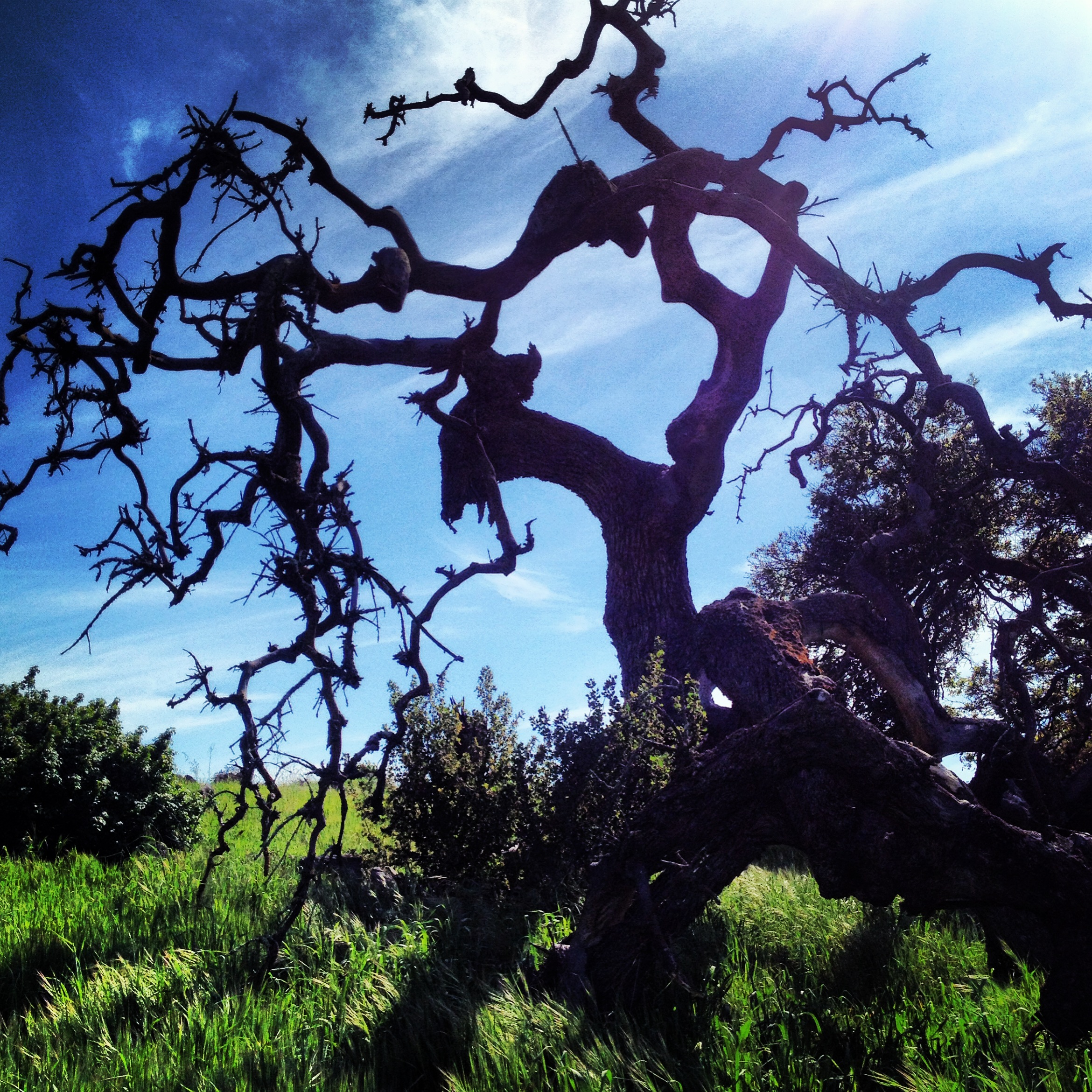 Remnants of a mangled tree, on the Santa Rosa Plateau | Nature ...