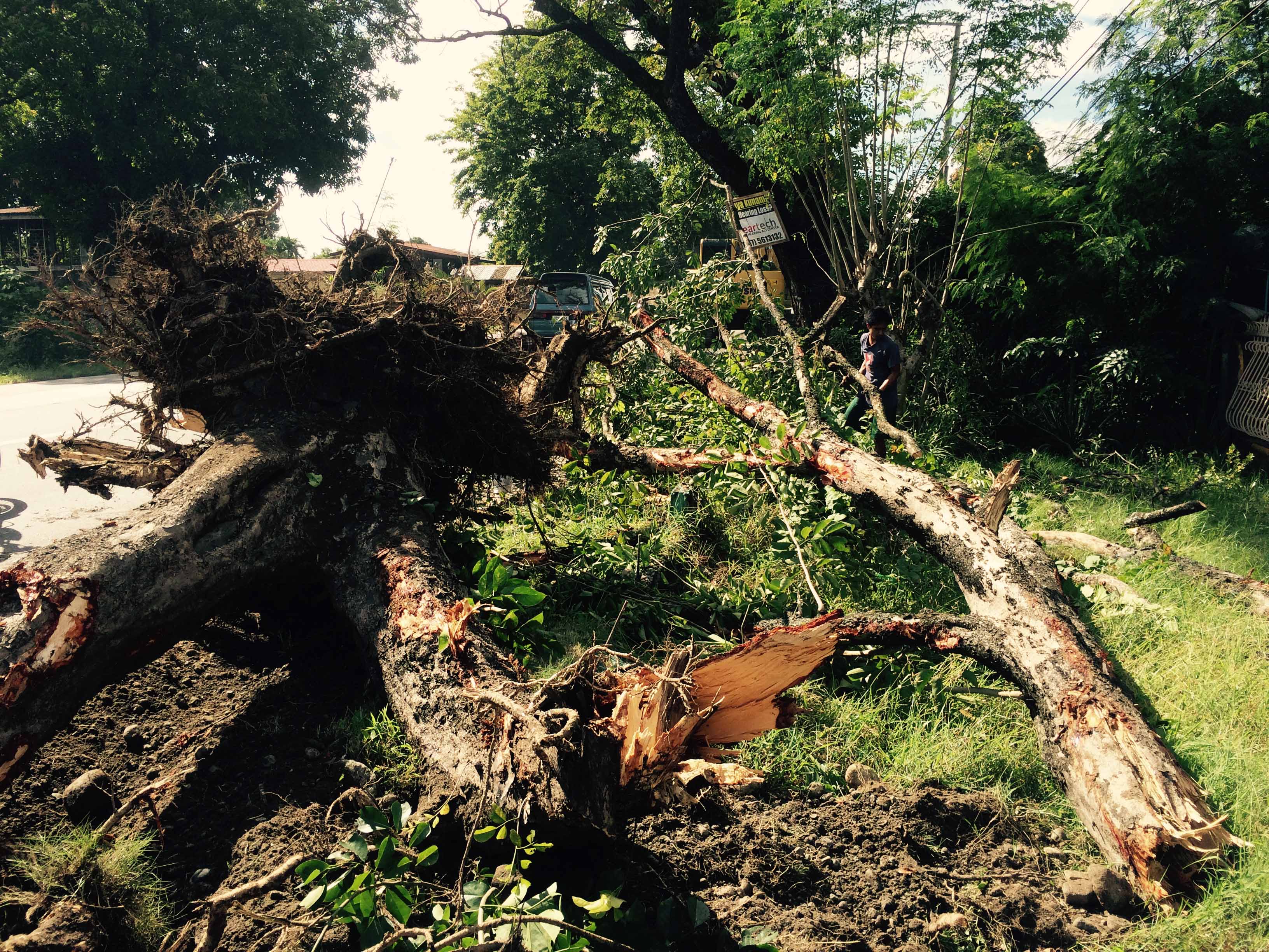 Tree cutting along MacArthur Highway in Pangasinan resumes ...