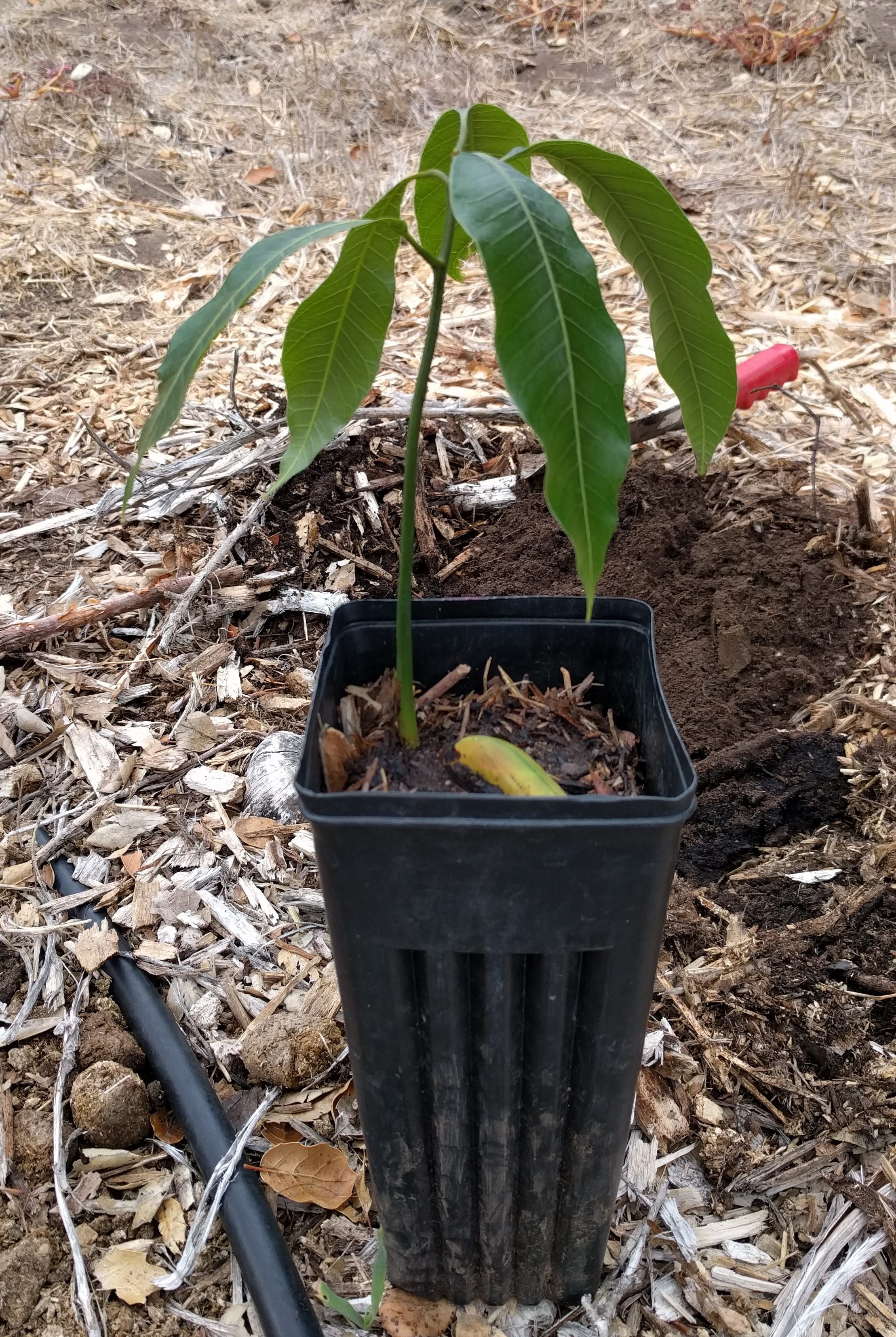 Keitt mango seedling - Greg Alder's Yard Posts: Food Gardening in ...