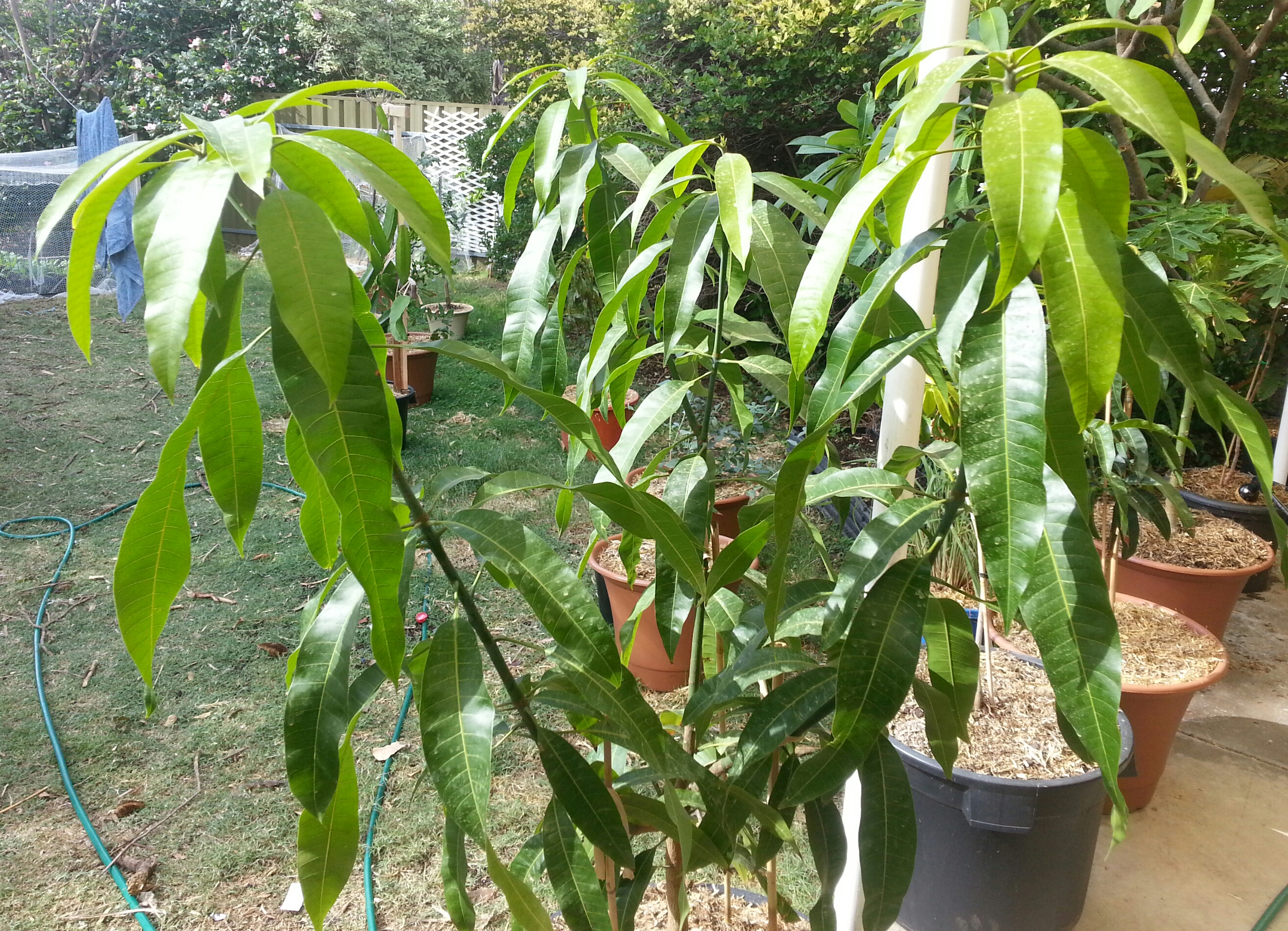 Морозостойкость дерево манго