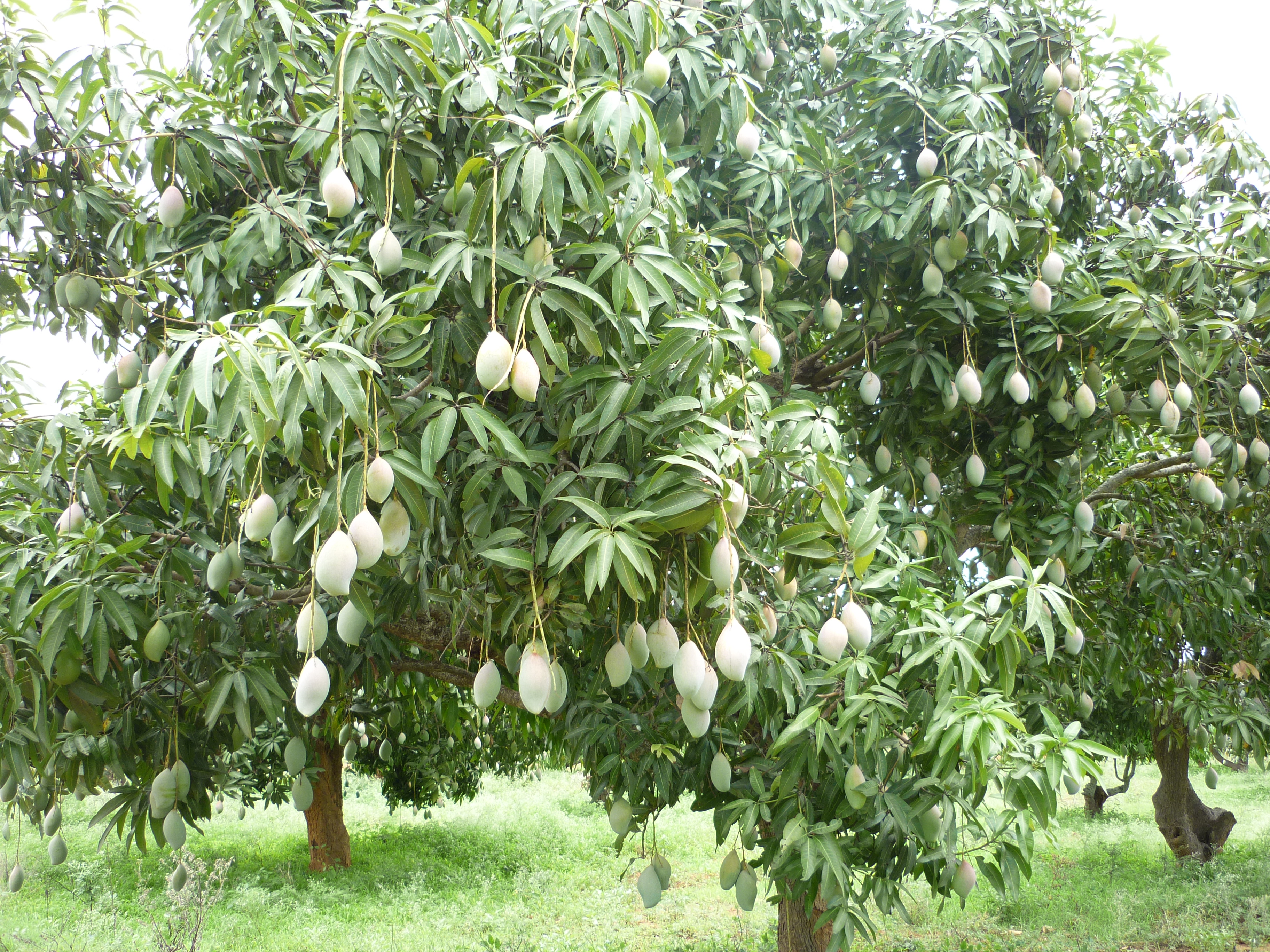 File:Thotapuri Mango tree in Kolar.JPG - Wikimedia Commons