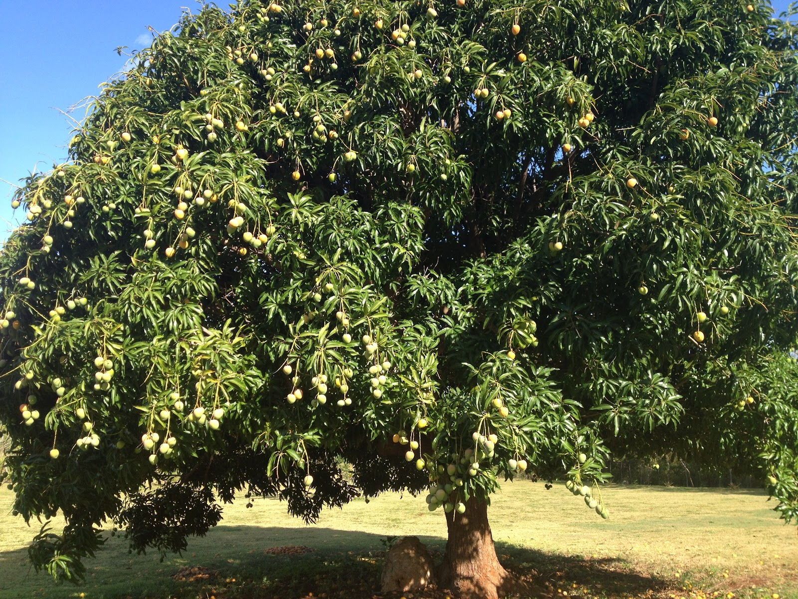 Free Photo Mango Tree Food Green Health Free Download Jooinn