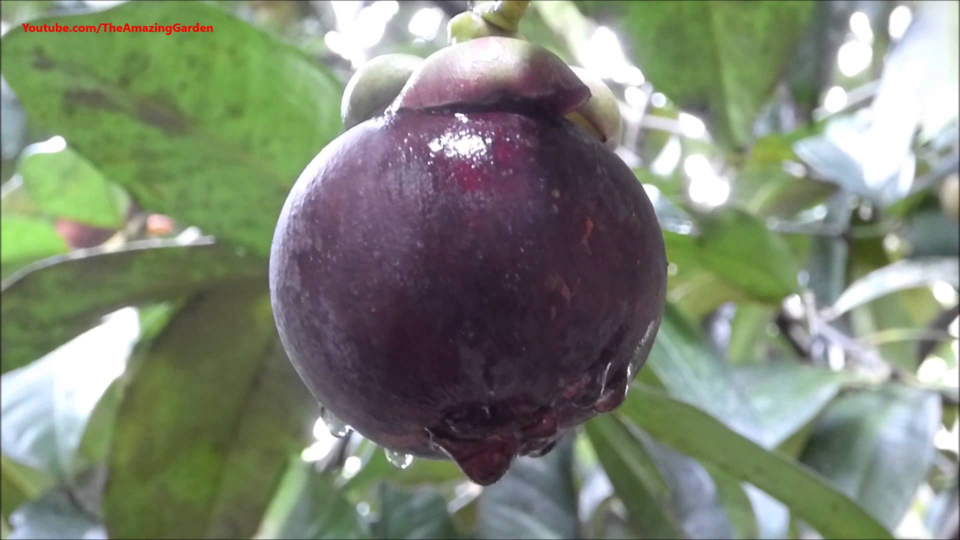 Mangosteen fruit tree - Plucking and eating! - YouTube