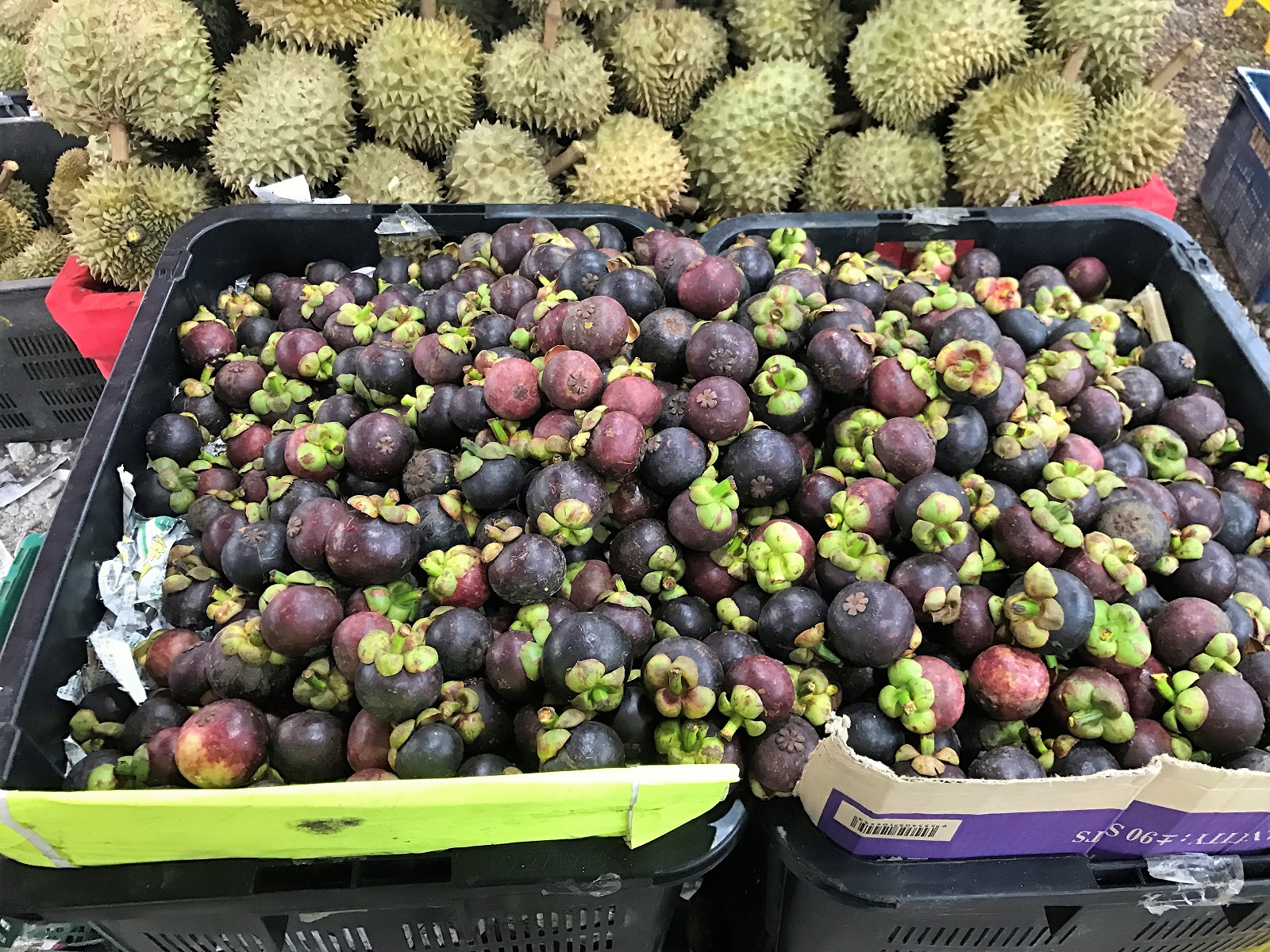 Seasonal Durian King Feast @ Soon Soon Fruit Stall – Aroma Asian