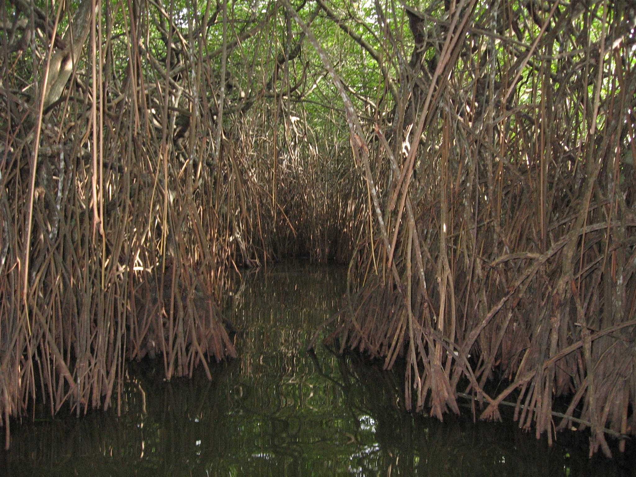 Mangroves photo