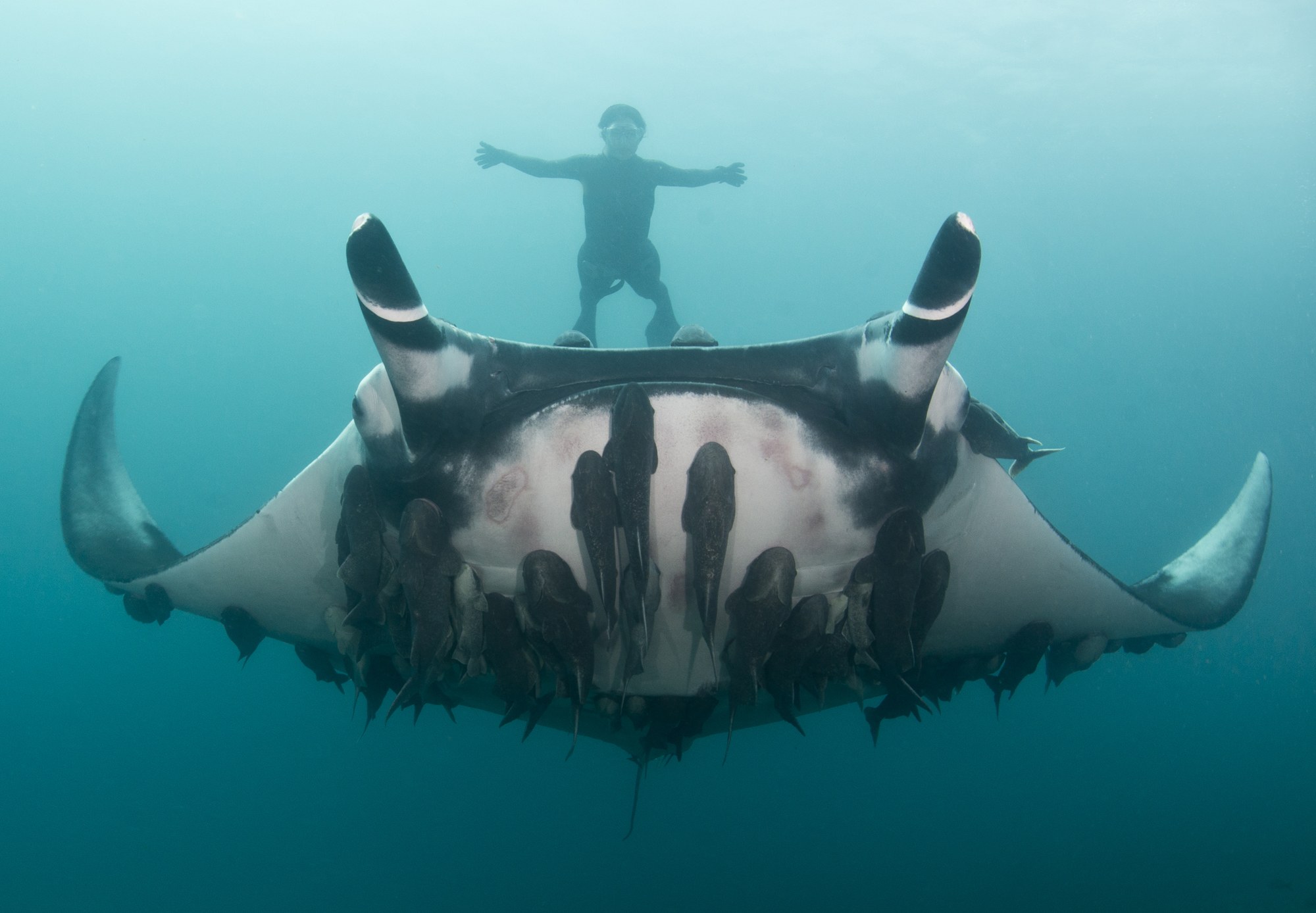Meet the Scientist Snapping Selfies With Giant Manta Rays | WIRED