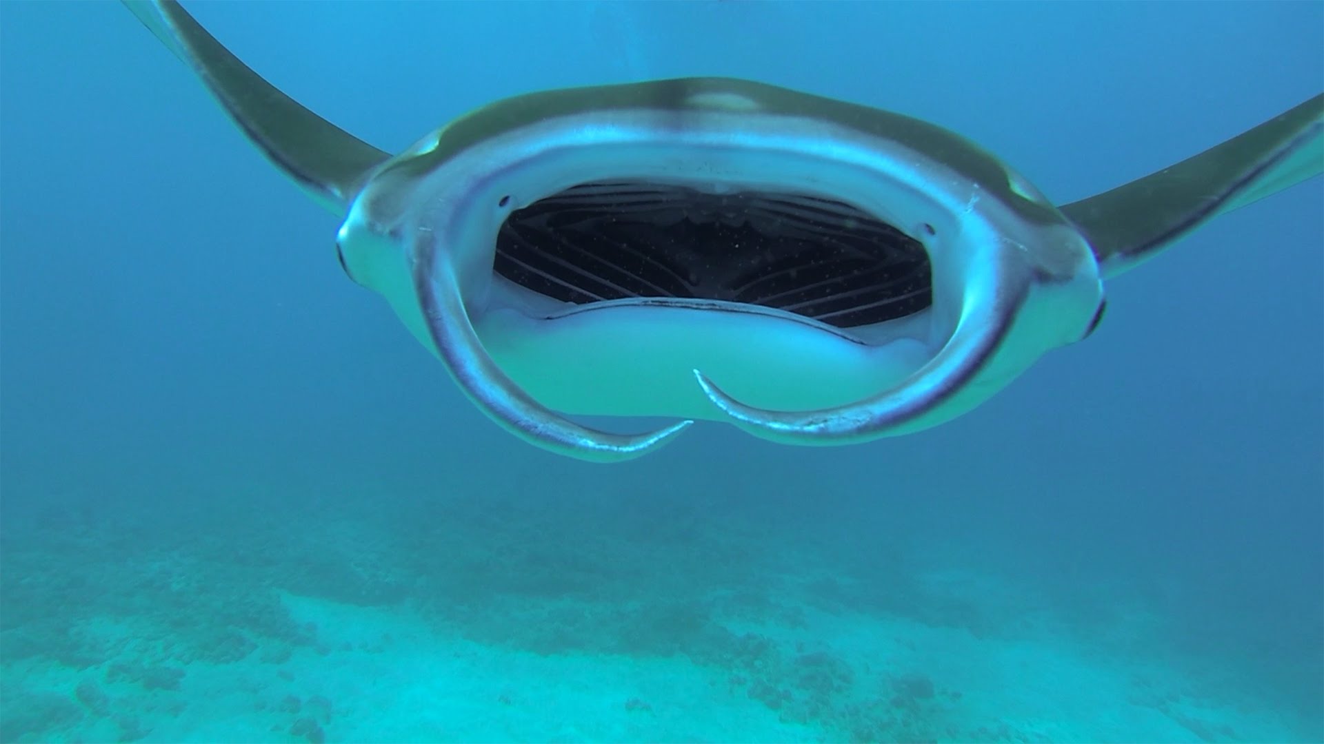 GoPro: Diving With Manta Rays - YouTube