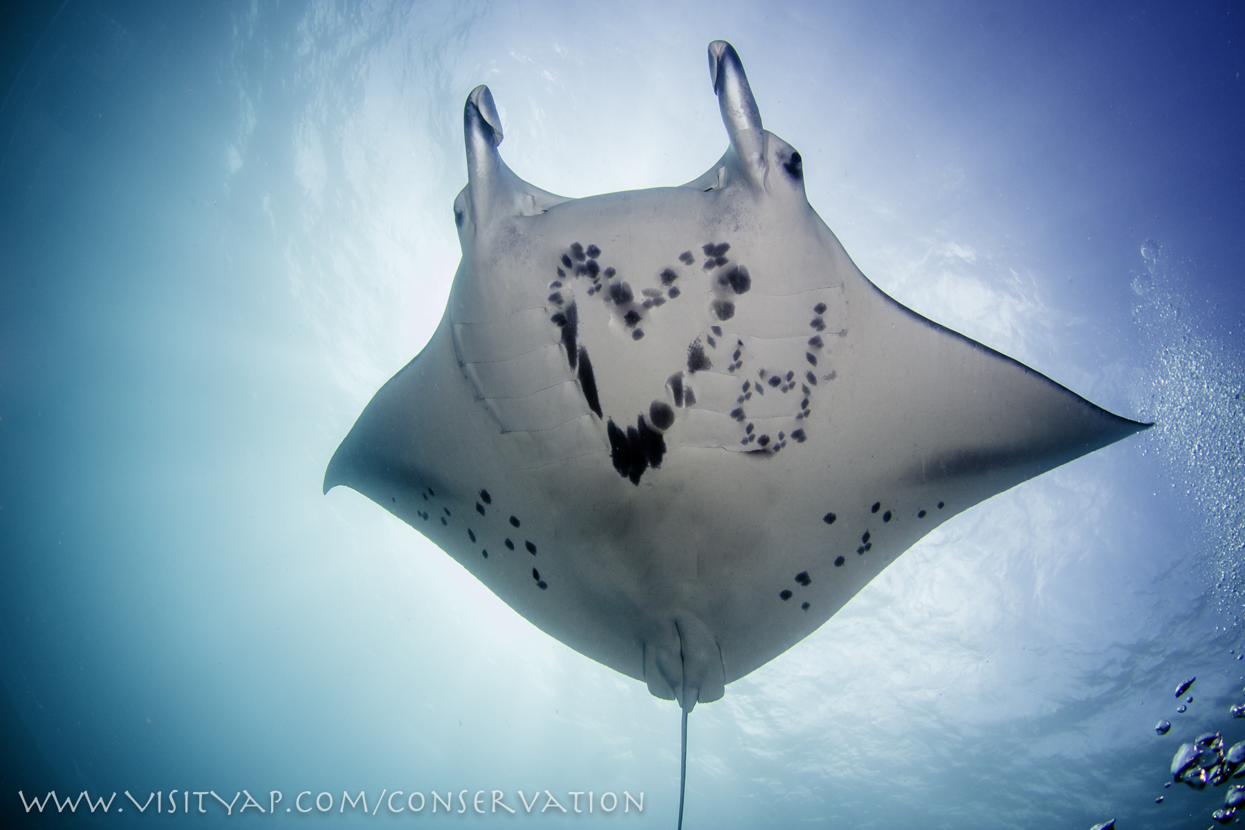 Manta Ray Conservation | Manta Ray Bay Resort & Yap Divers, Yap ...